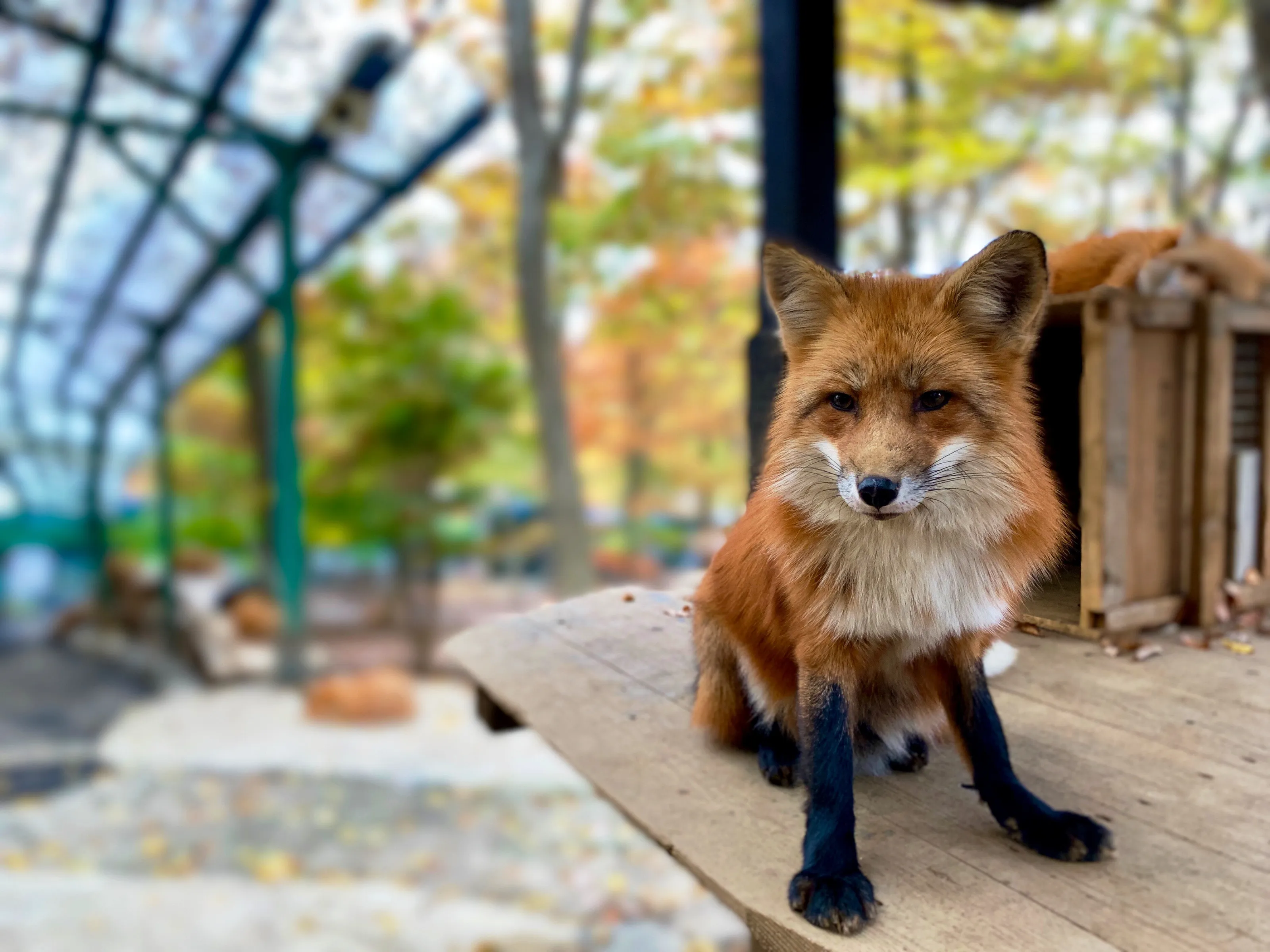 Fox