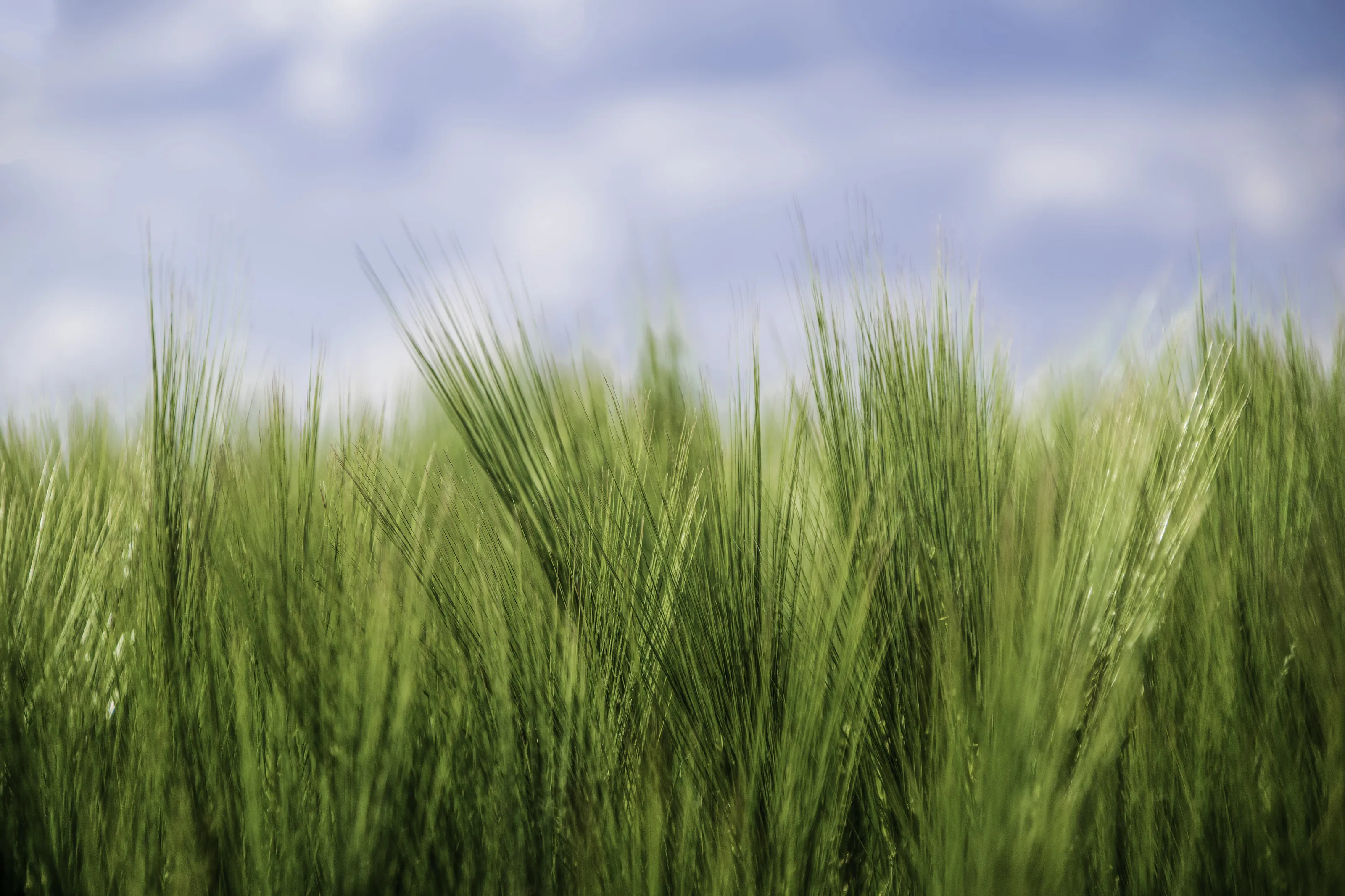 Grasses