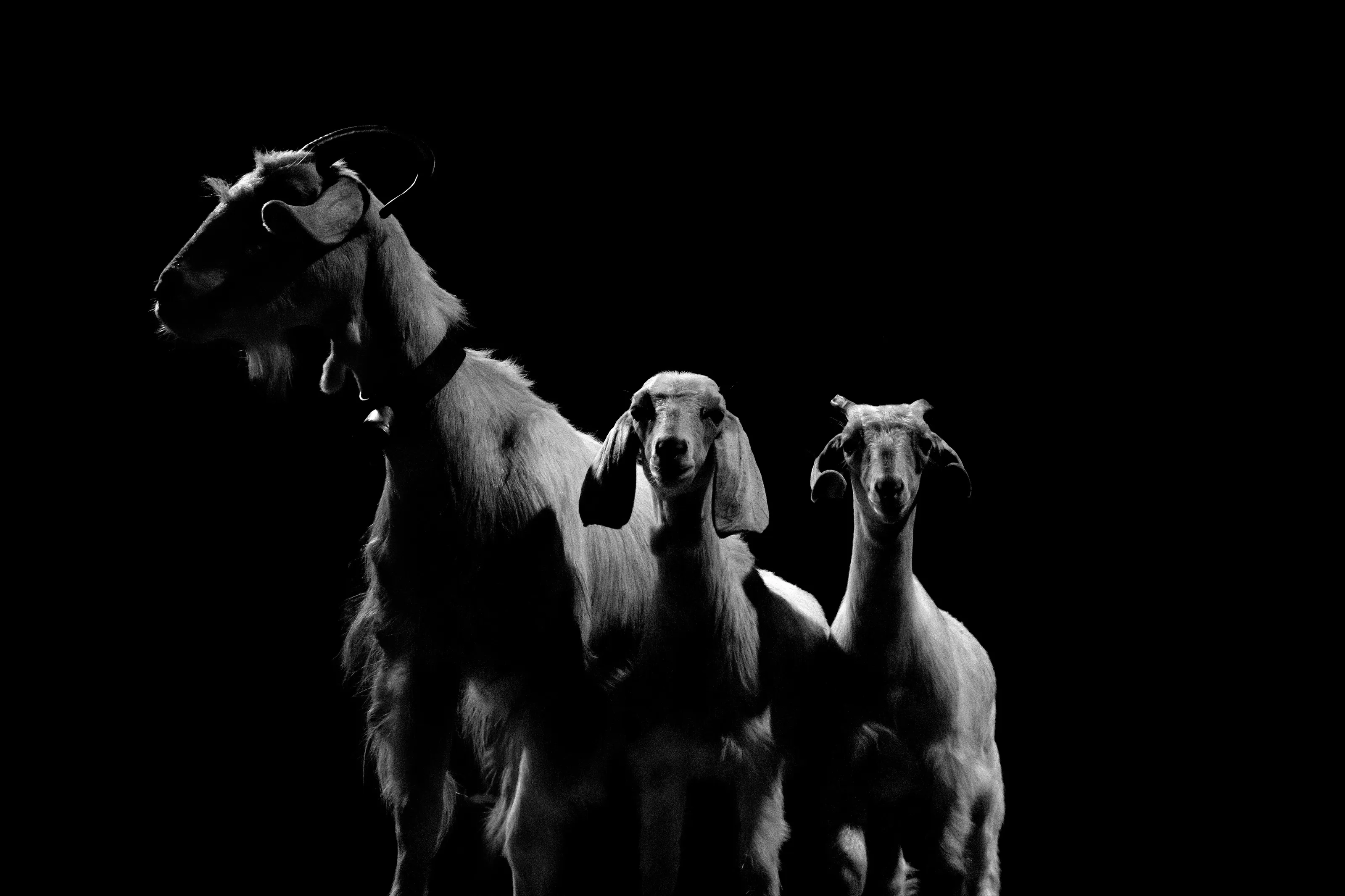 the sheep and their lambs