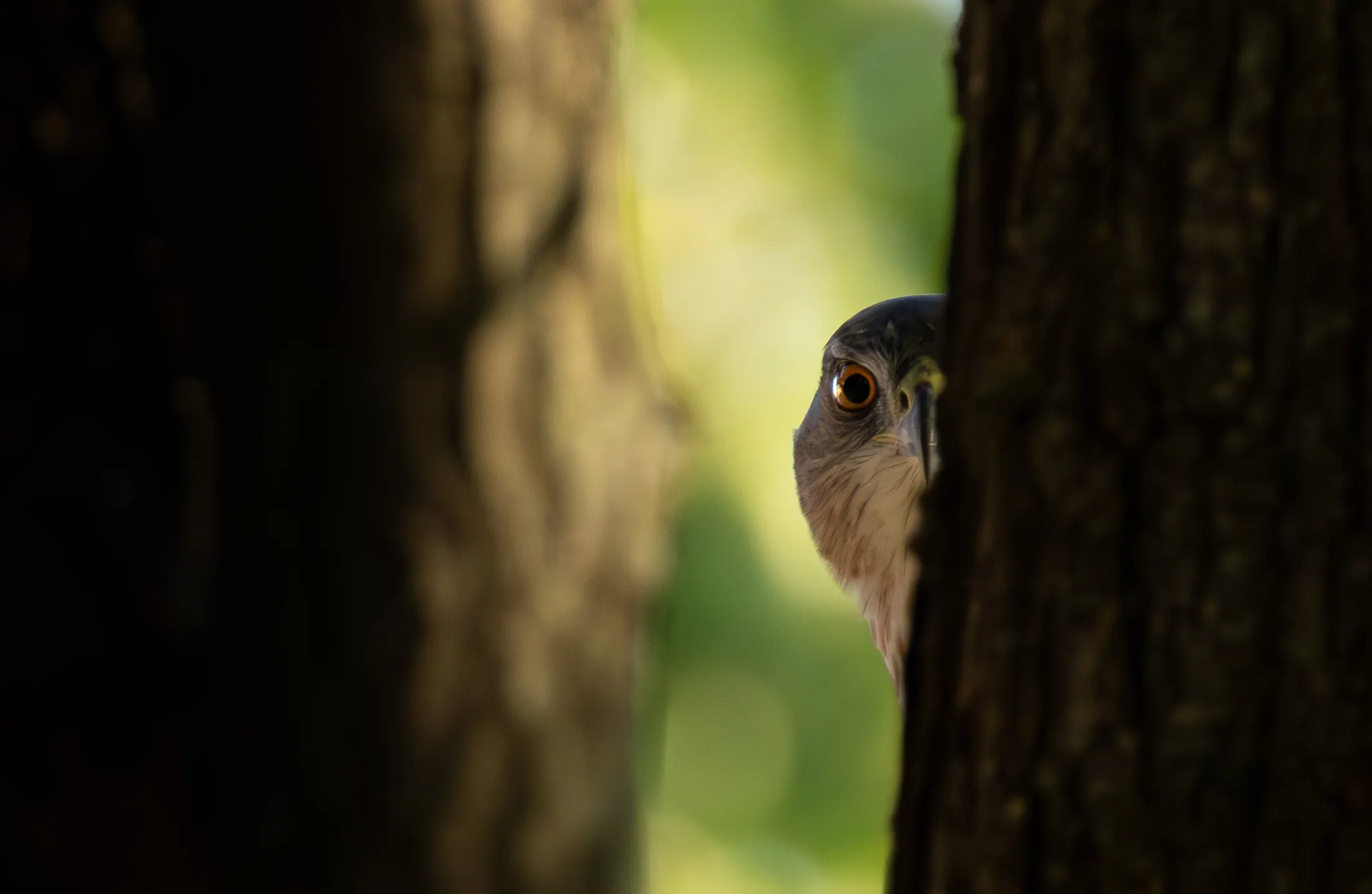 Hiding Hawk