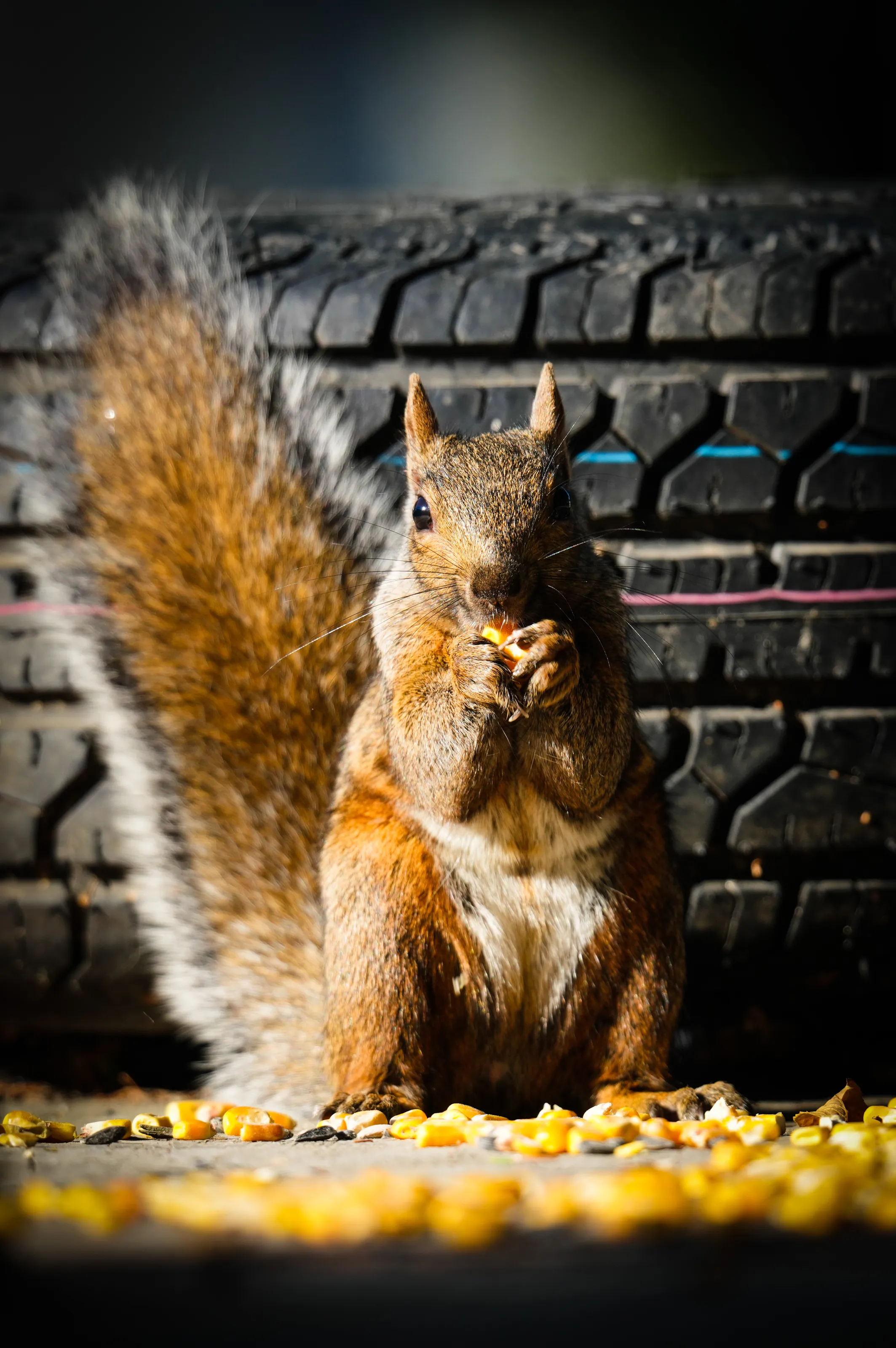 Mr. Squirrel