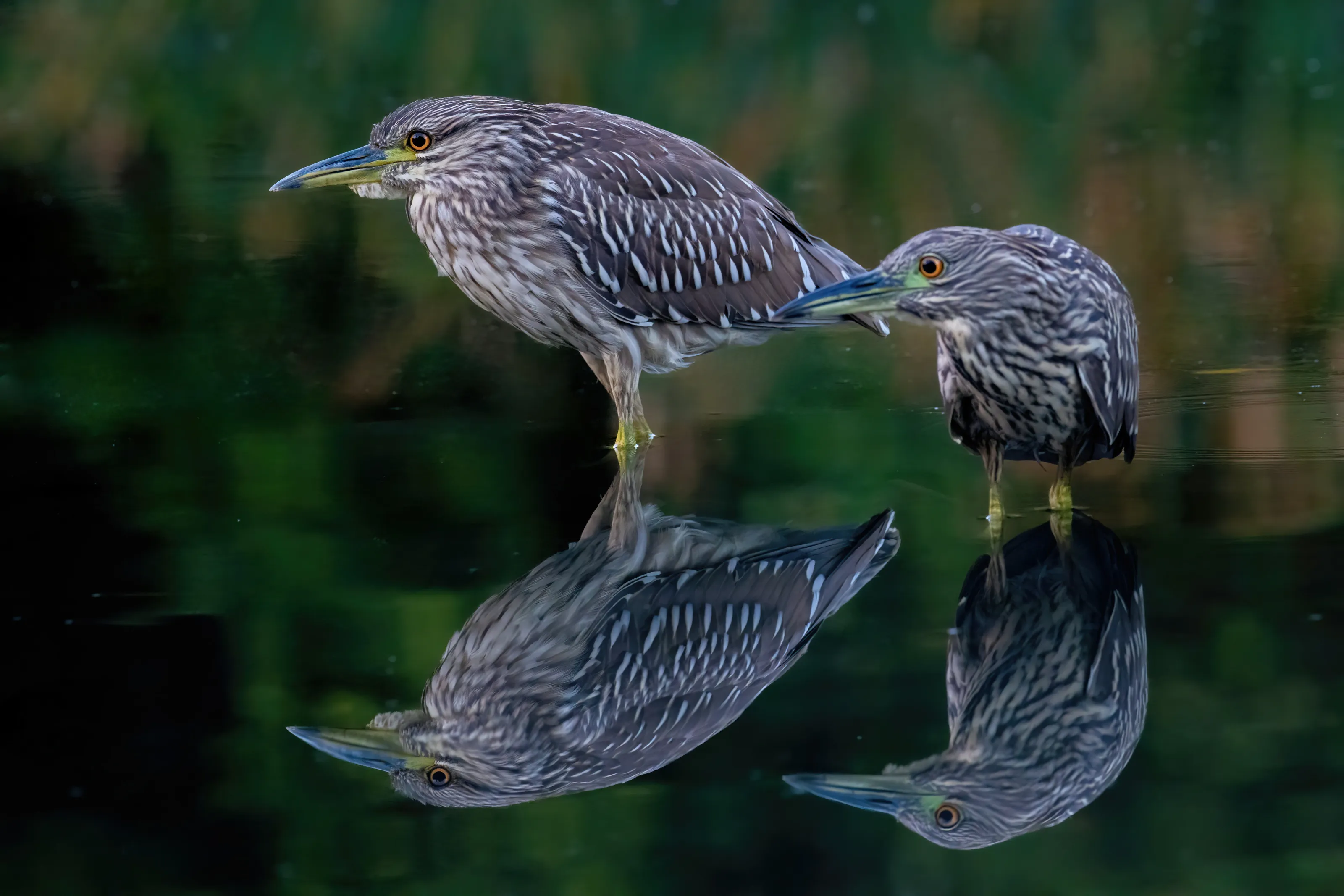 black-crowned night heron