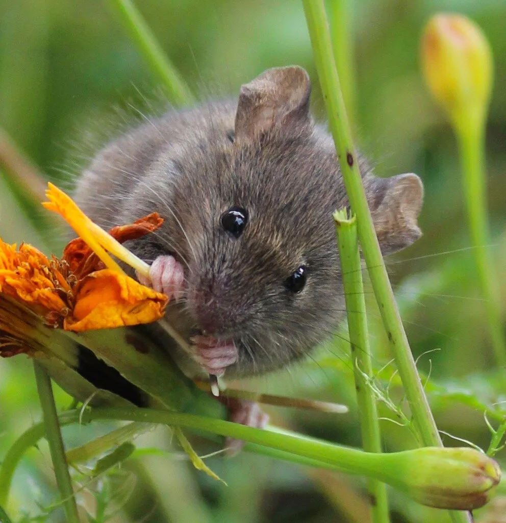 What's been eating the marigolds?