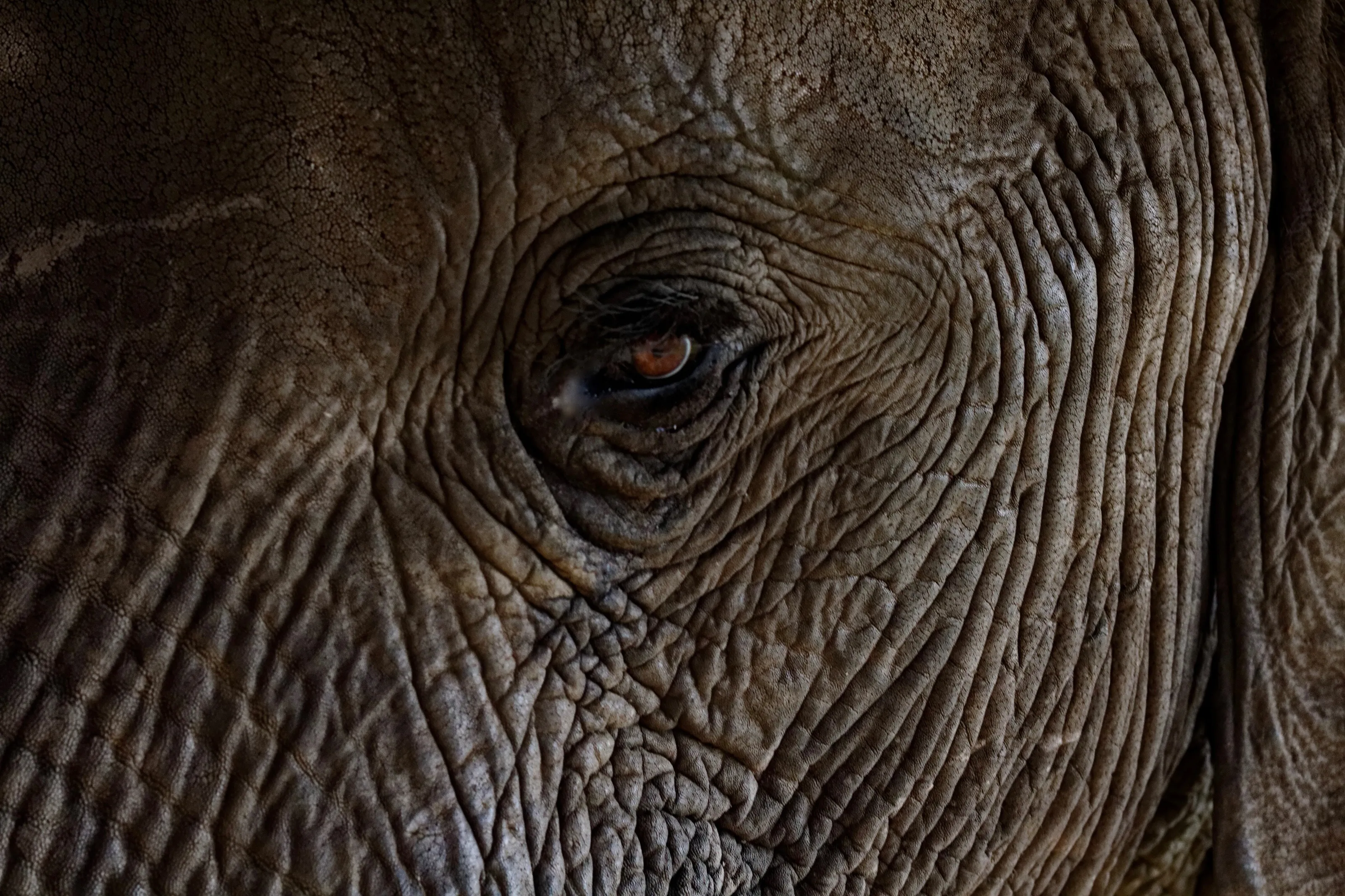 Elephant Eye
