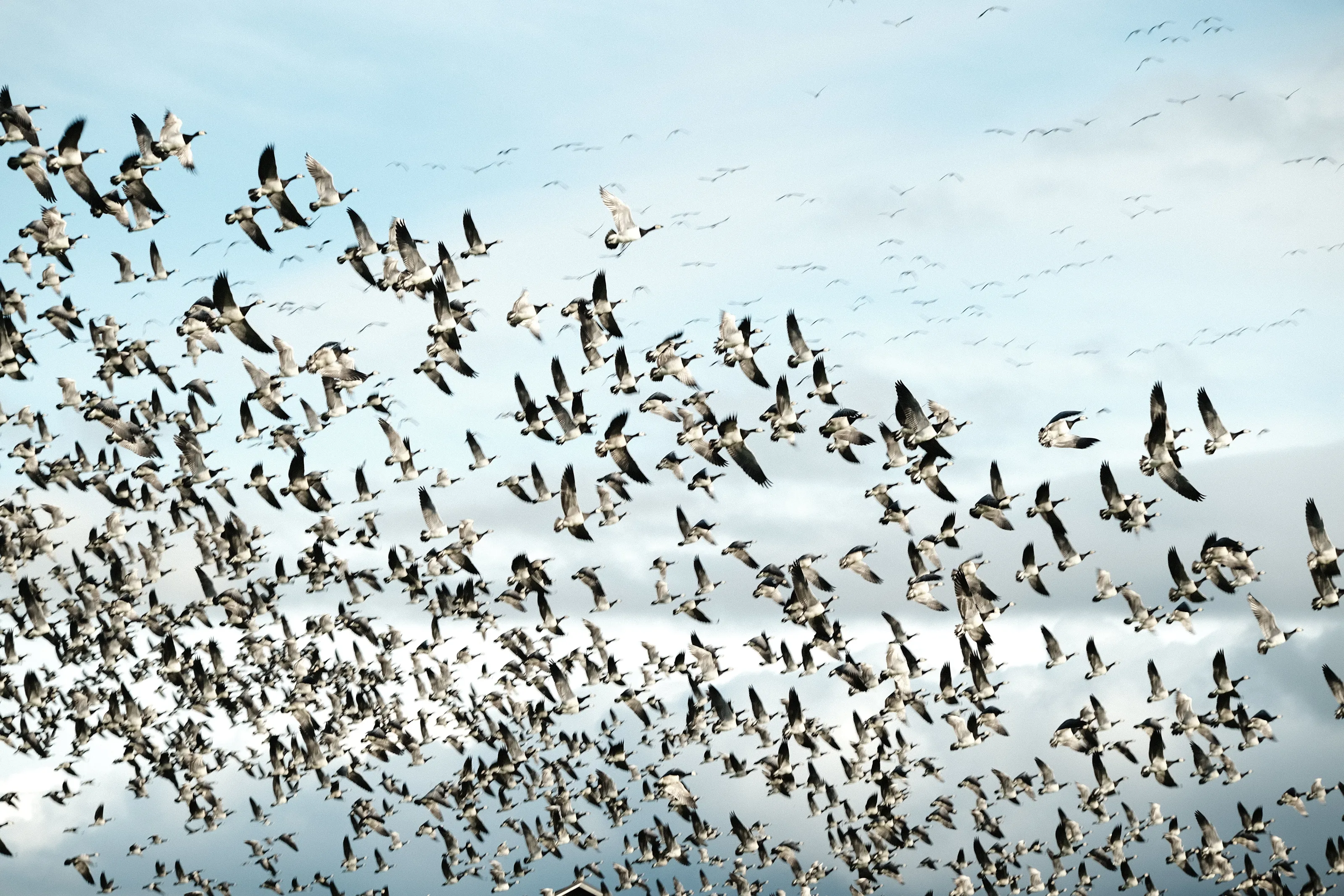 migrating family