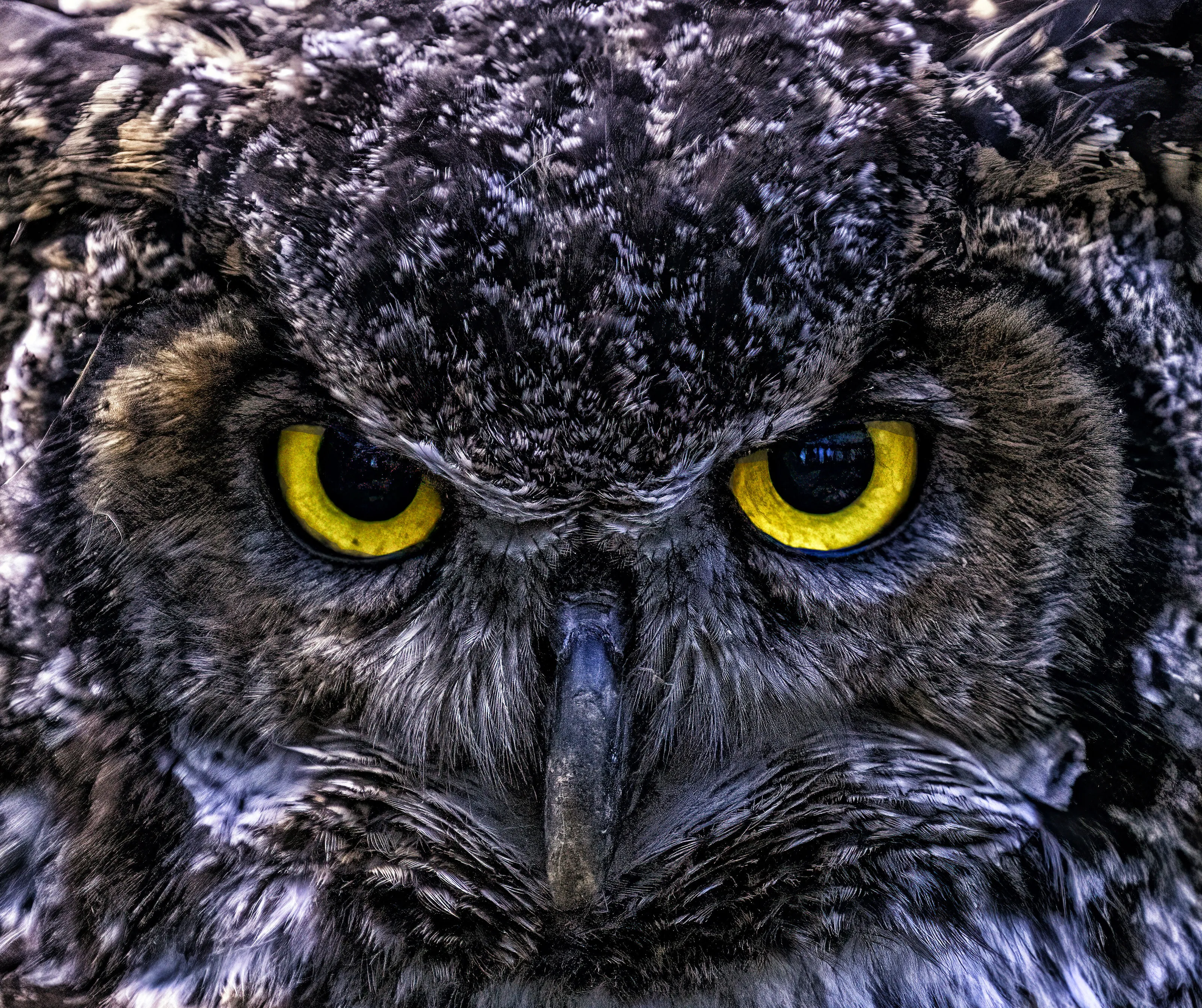 yellow eyes