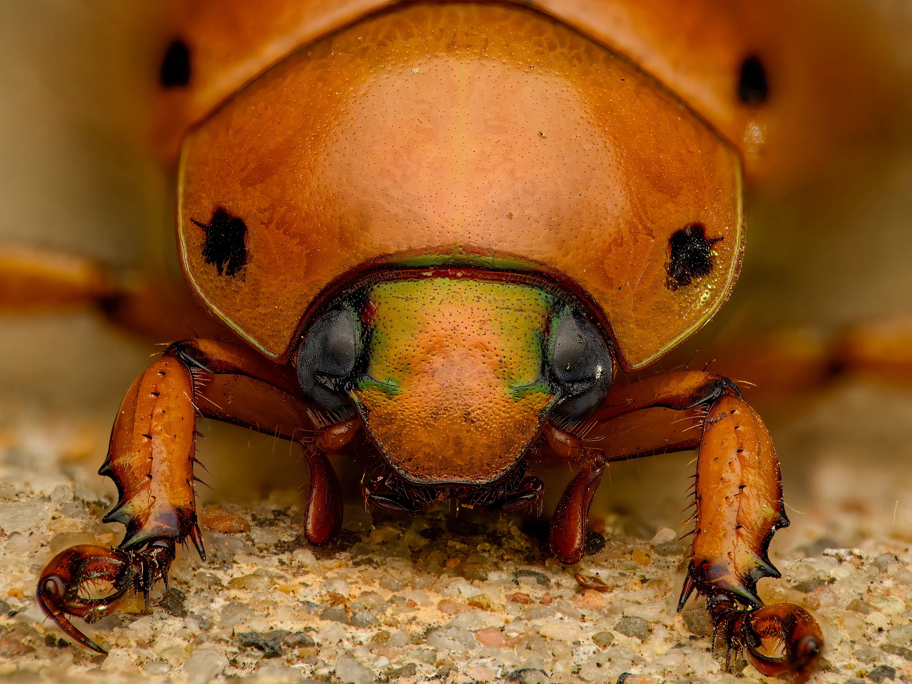 Brilliant Grape Vine Beetle