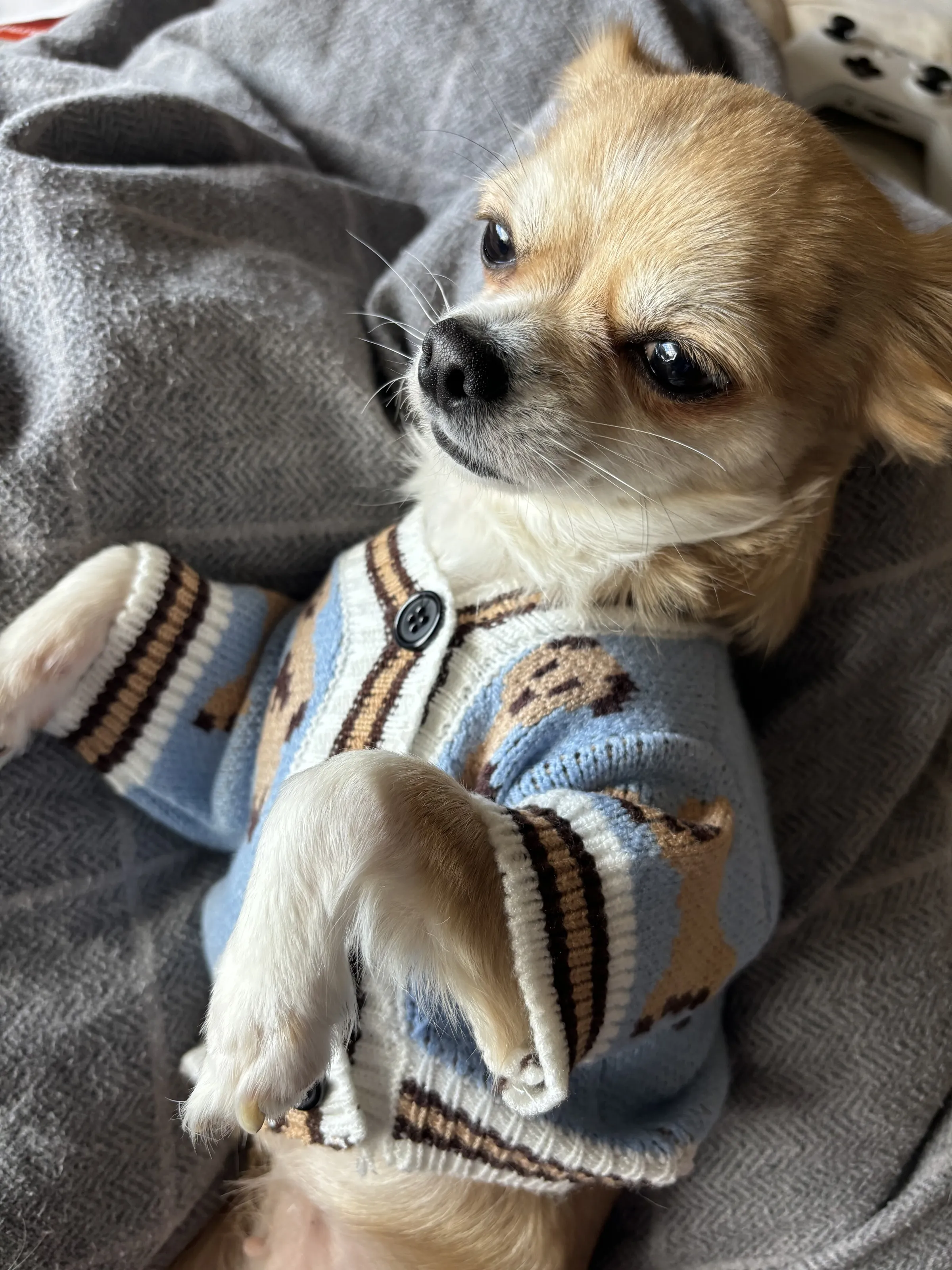 Tinker in her little cardigan 🩵