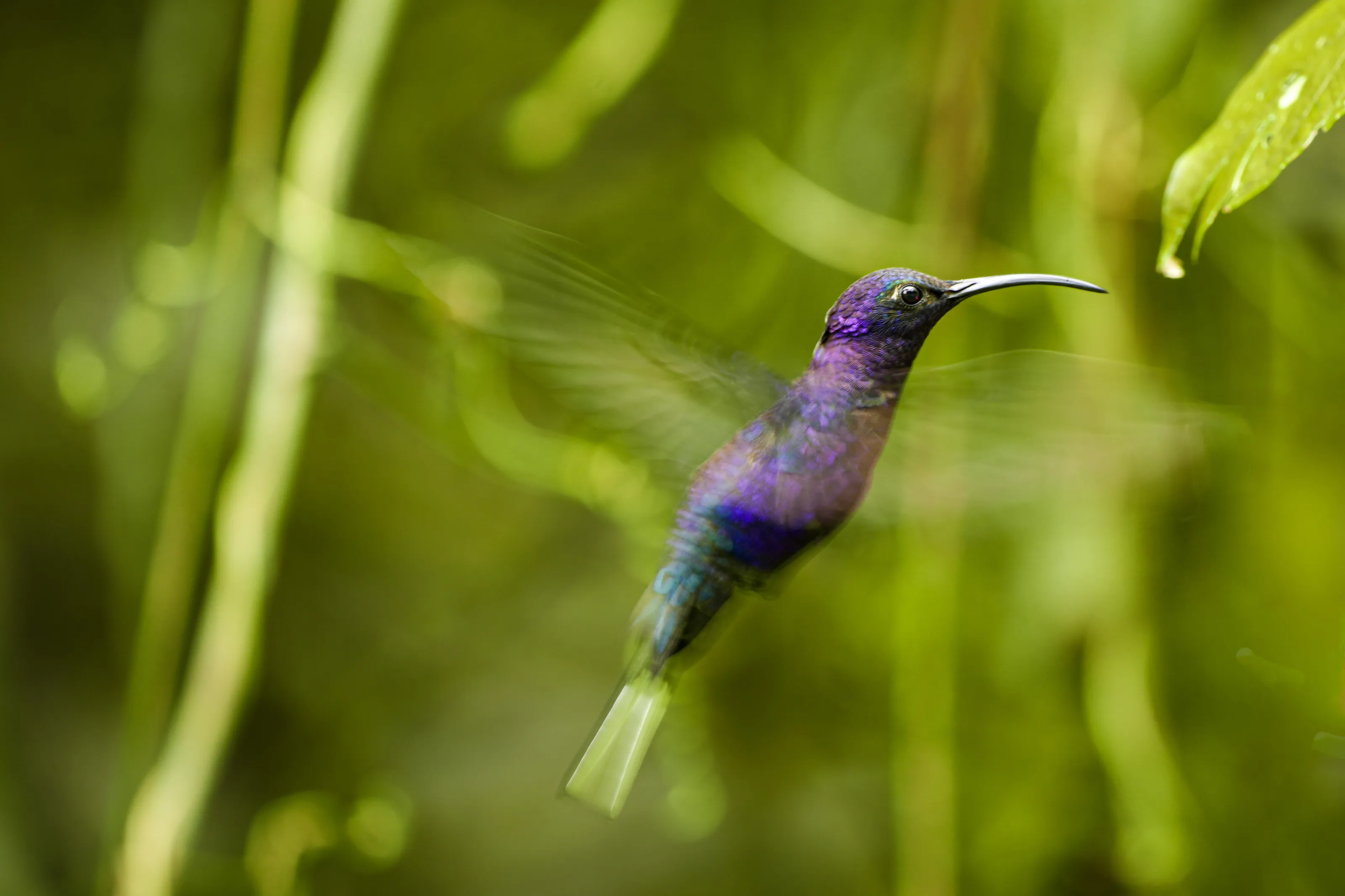 Violet Sabrewing