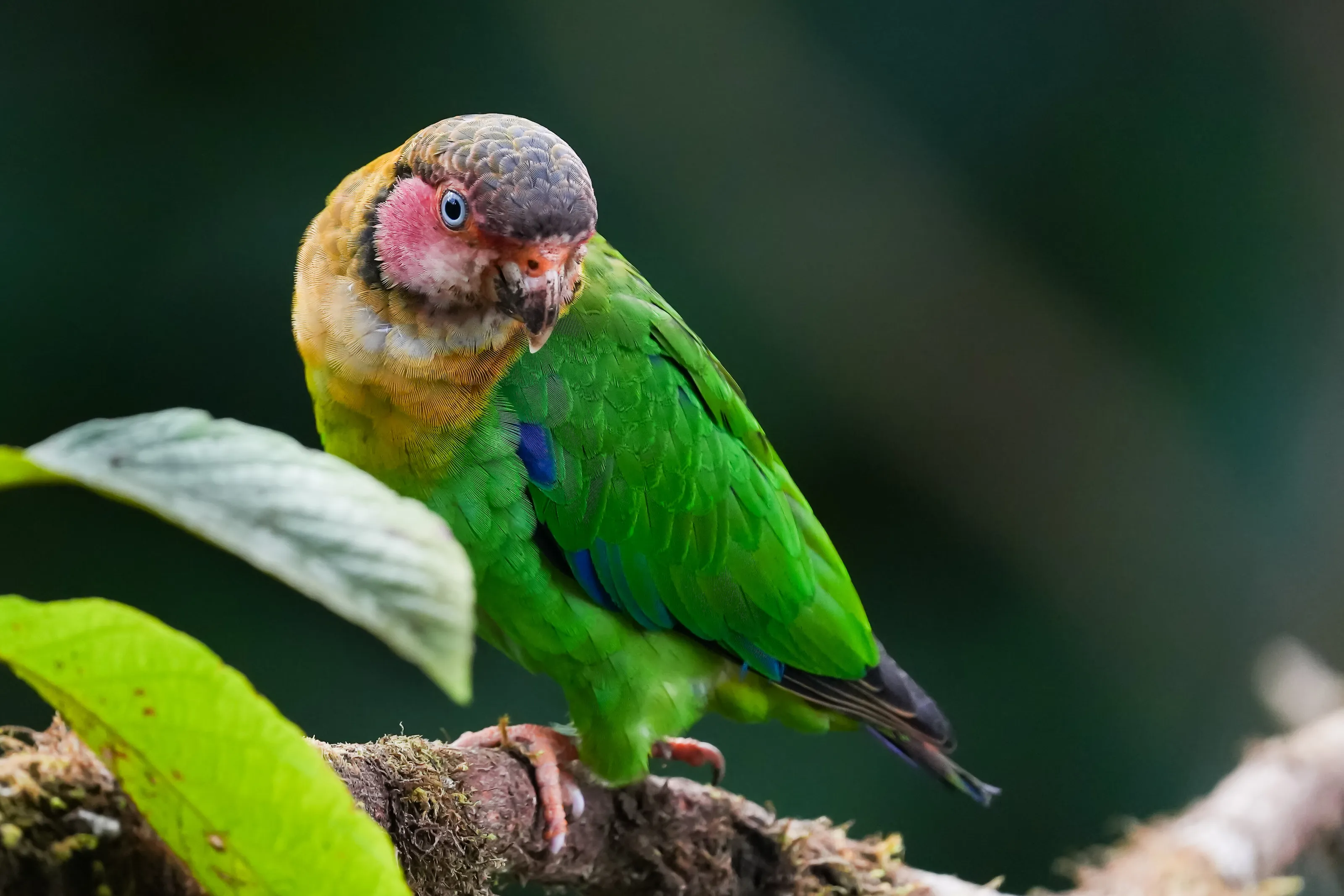 parrot