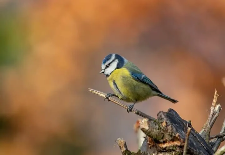 Entry 21884292