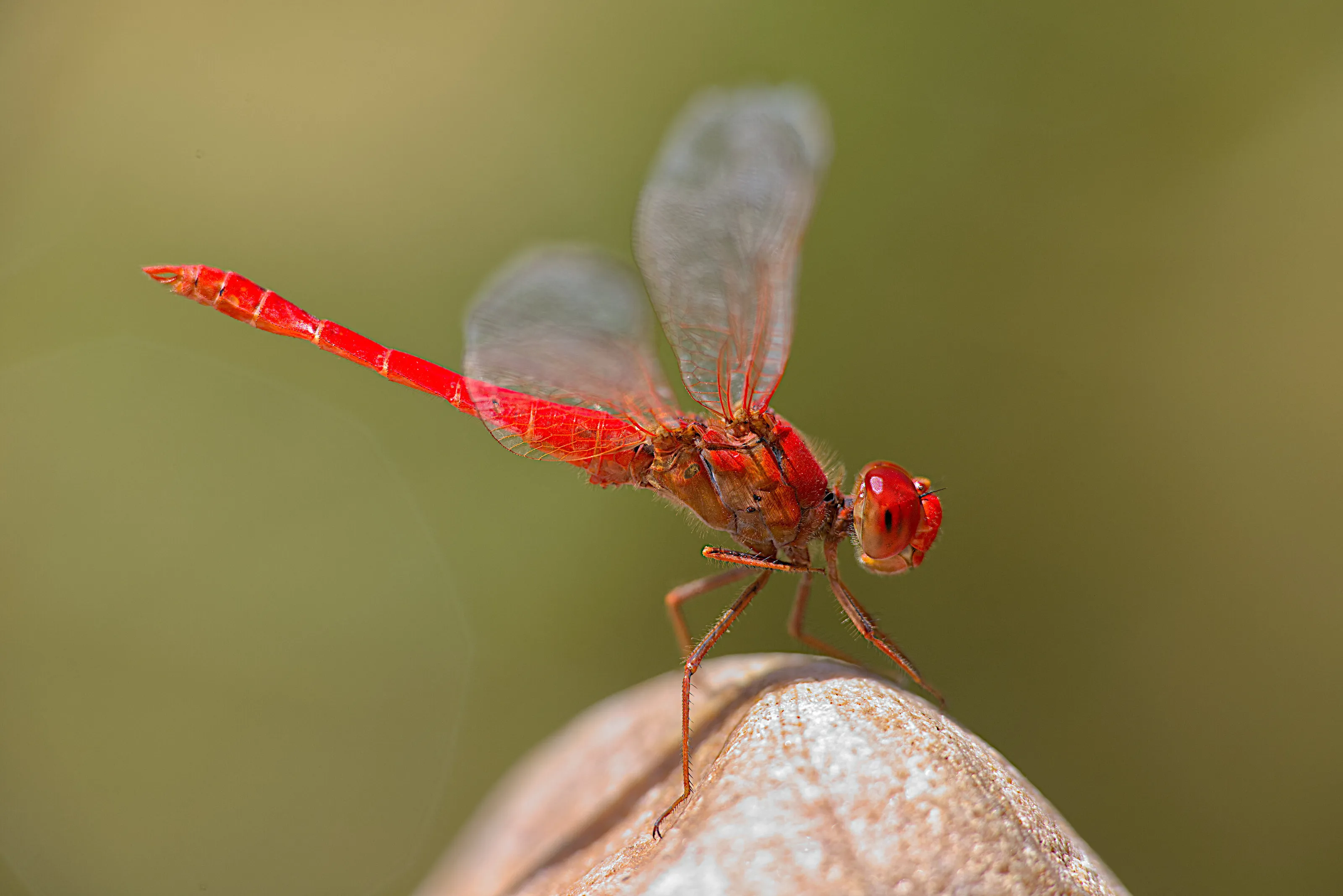 Crimson Dragonfly