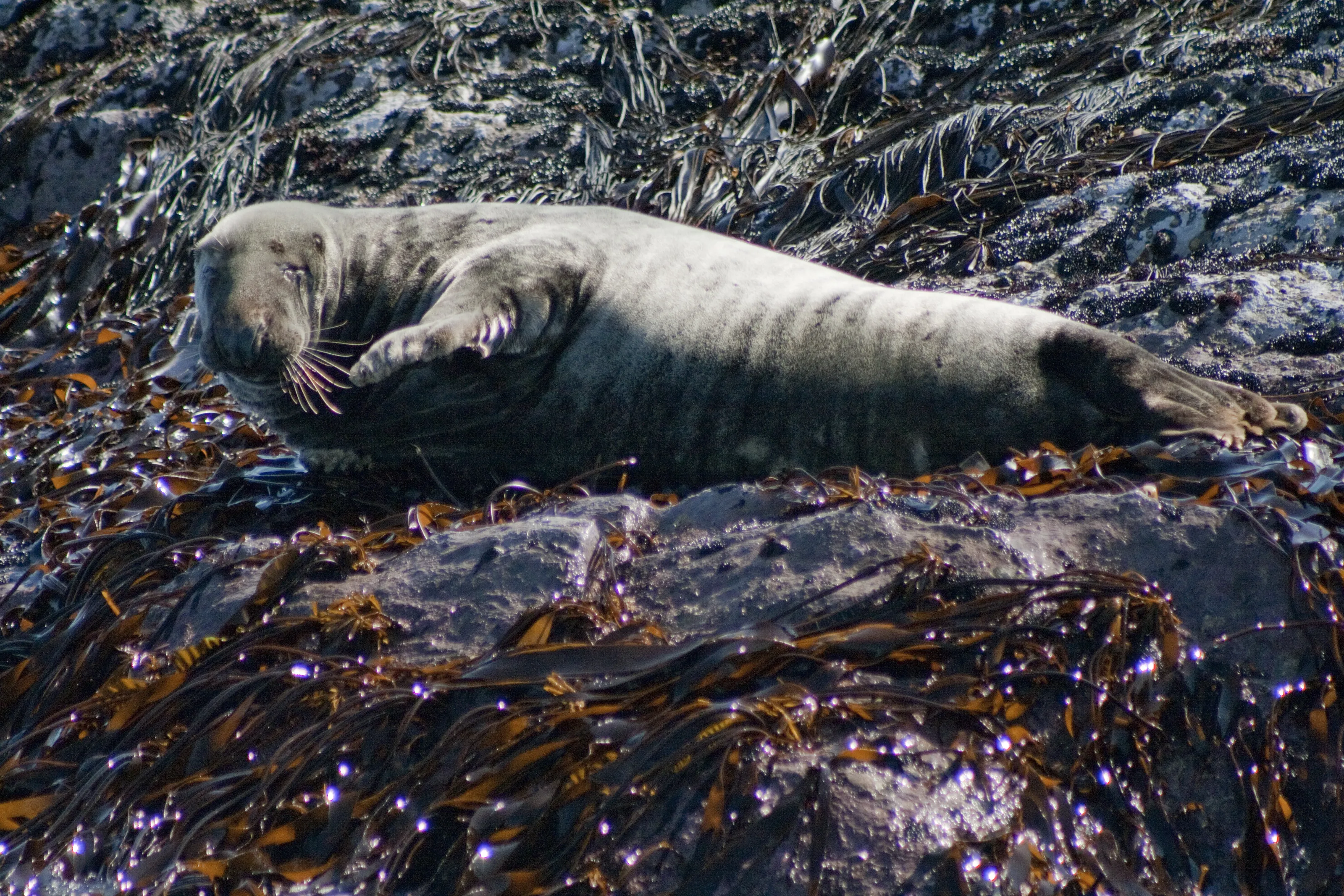 Seal Salute - Sunbathing