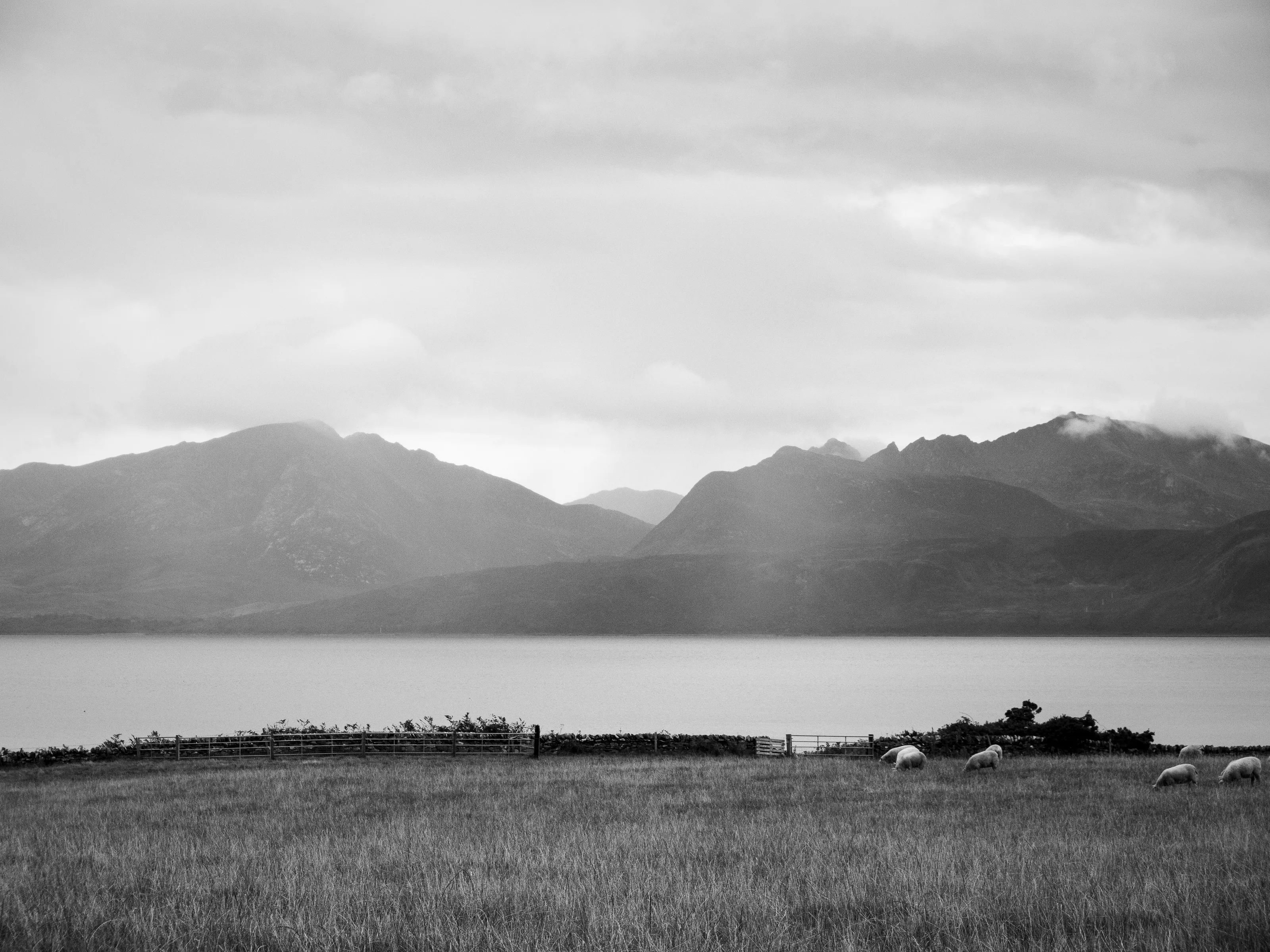 Sheep grazing infront of Arran.