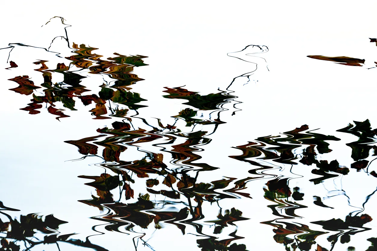 Leaves