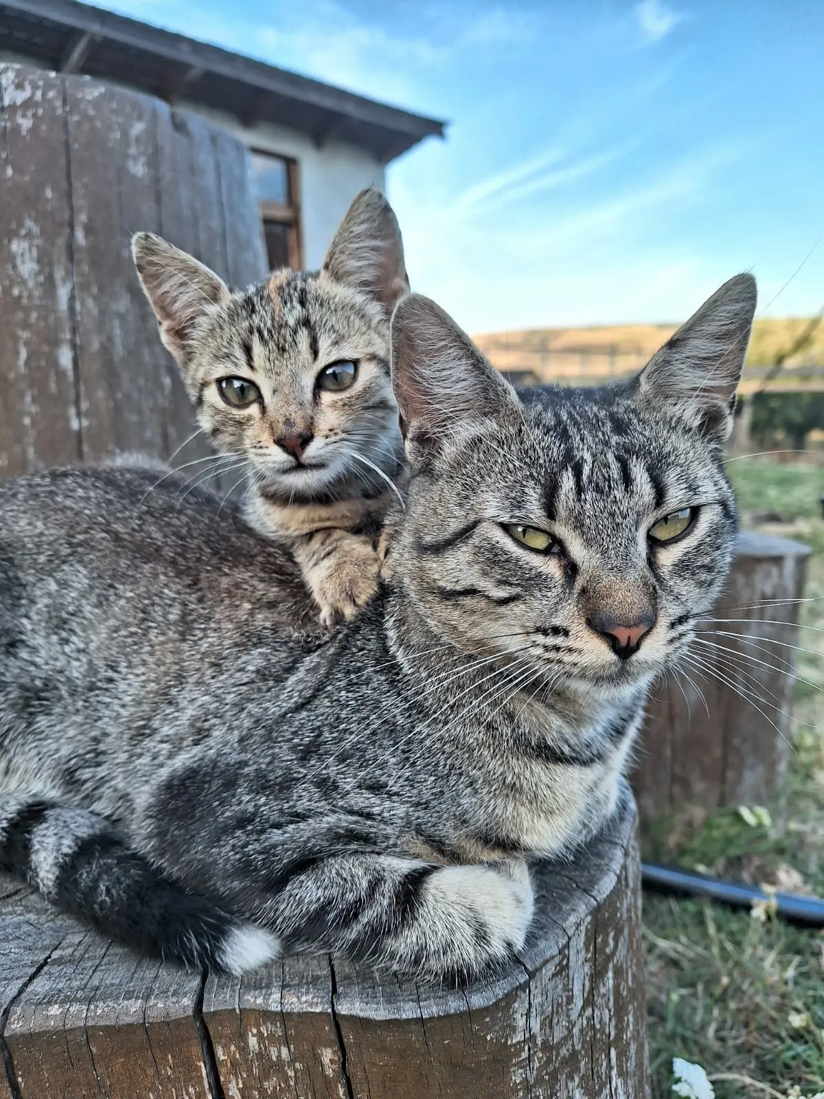 Father&Son
