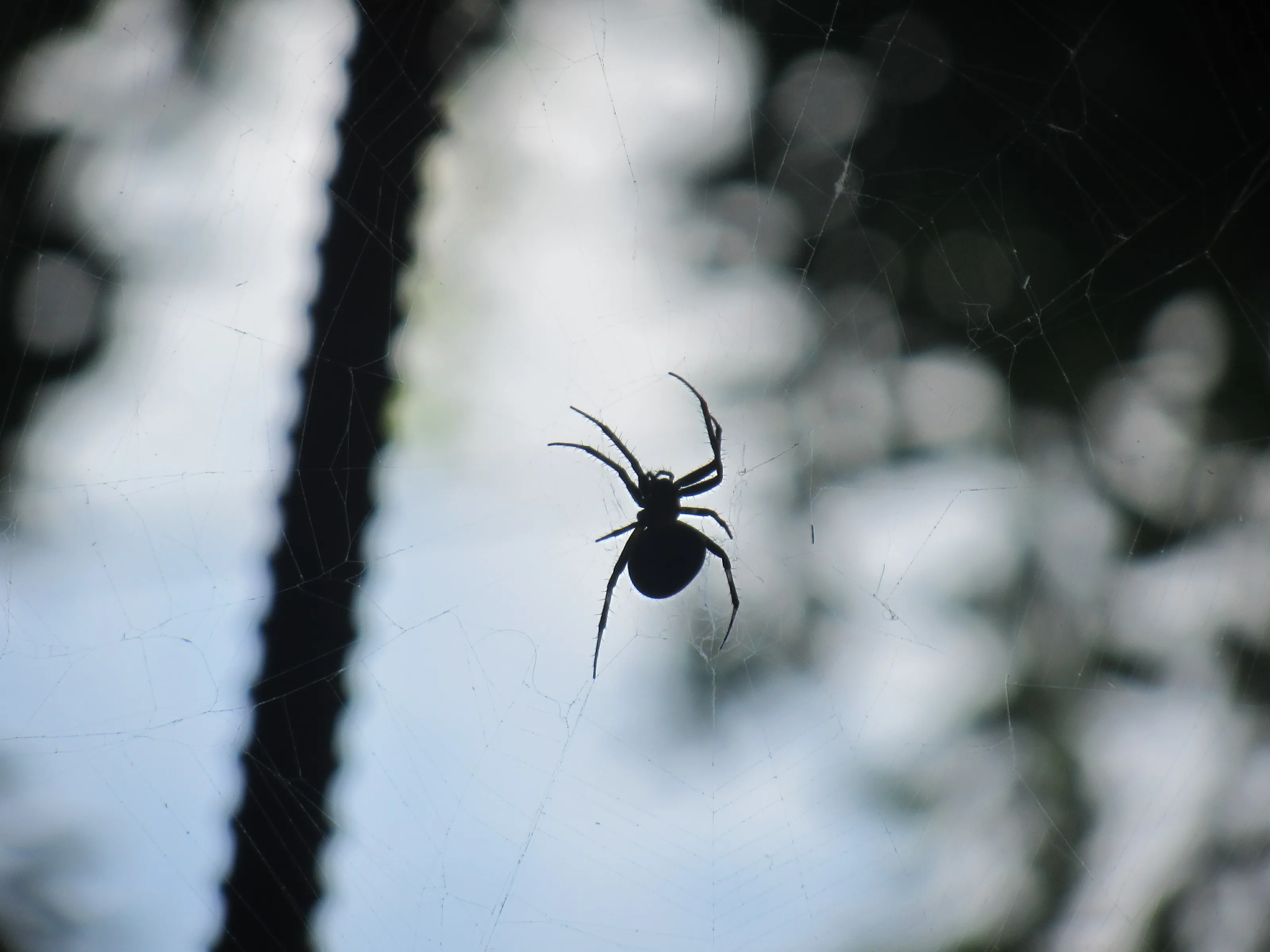 my house spider