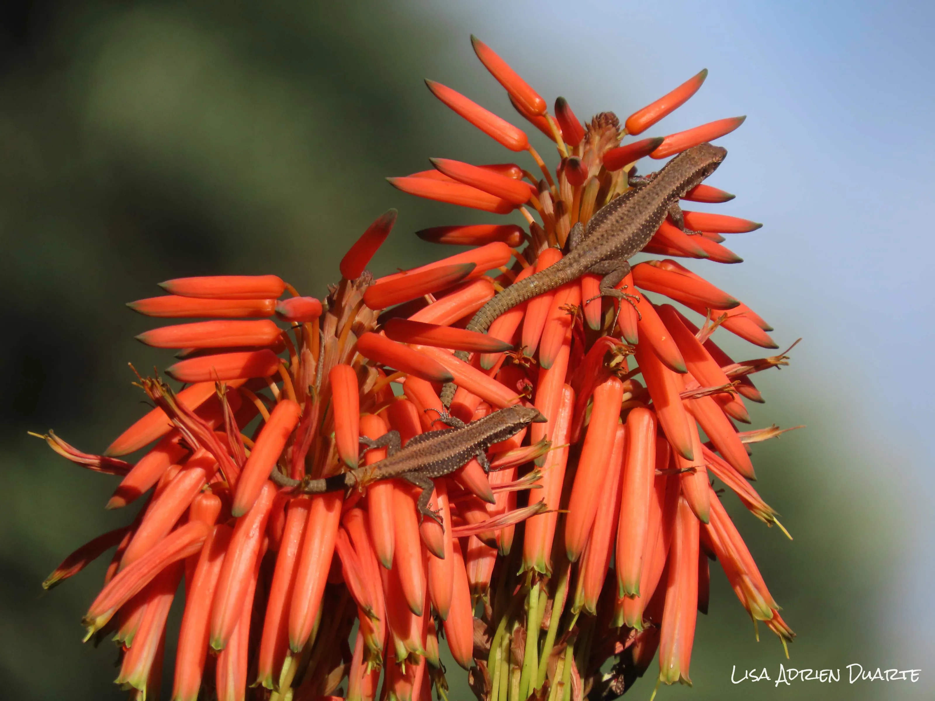 An Aloe with a view
