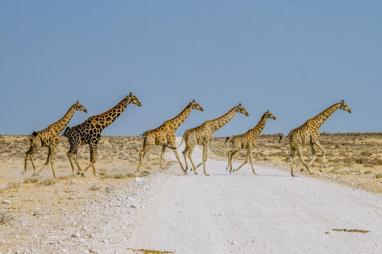 Giraffe