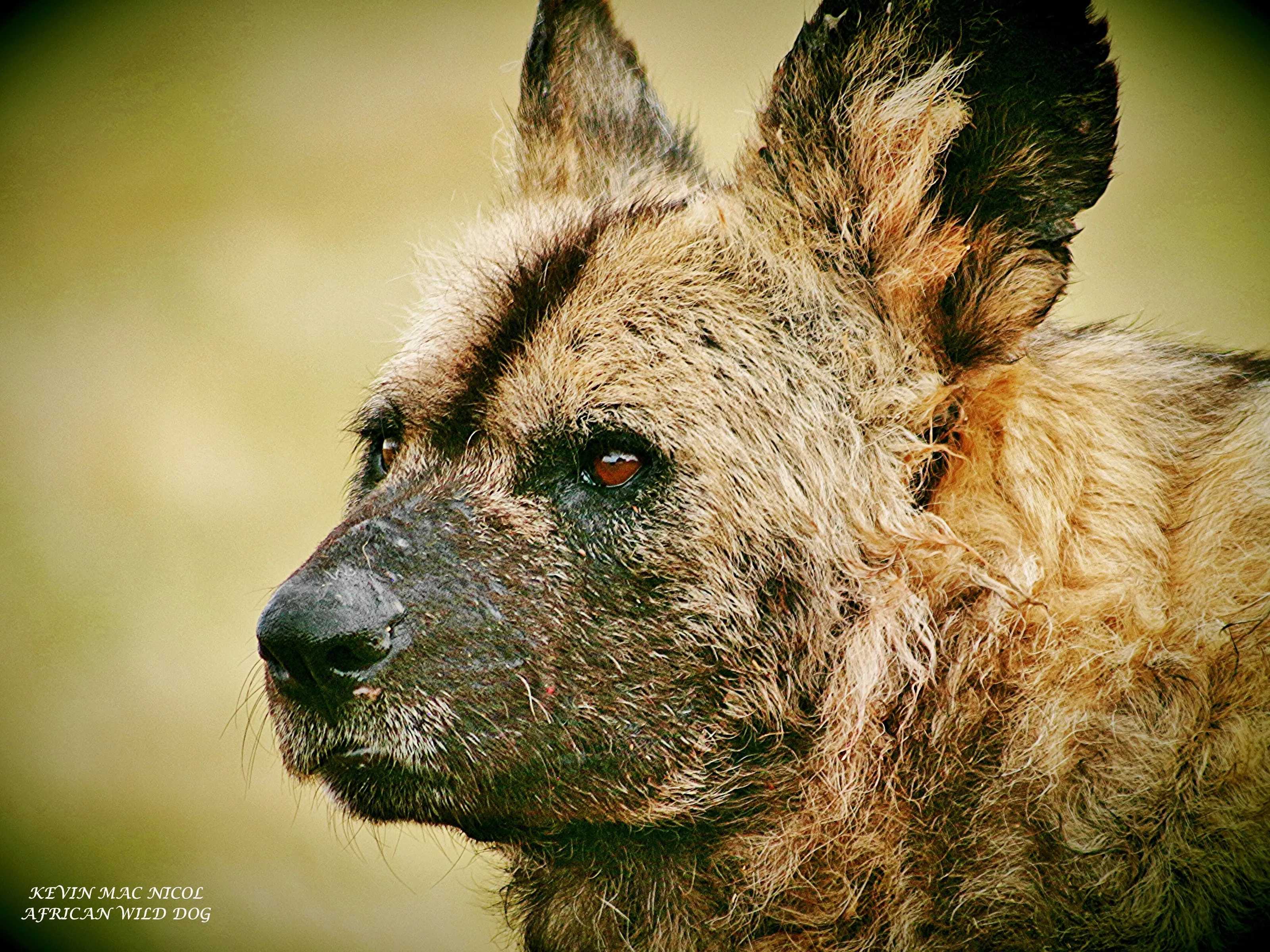 Wild Dog