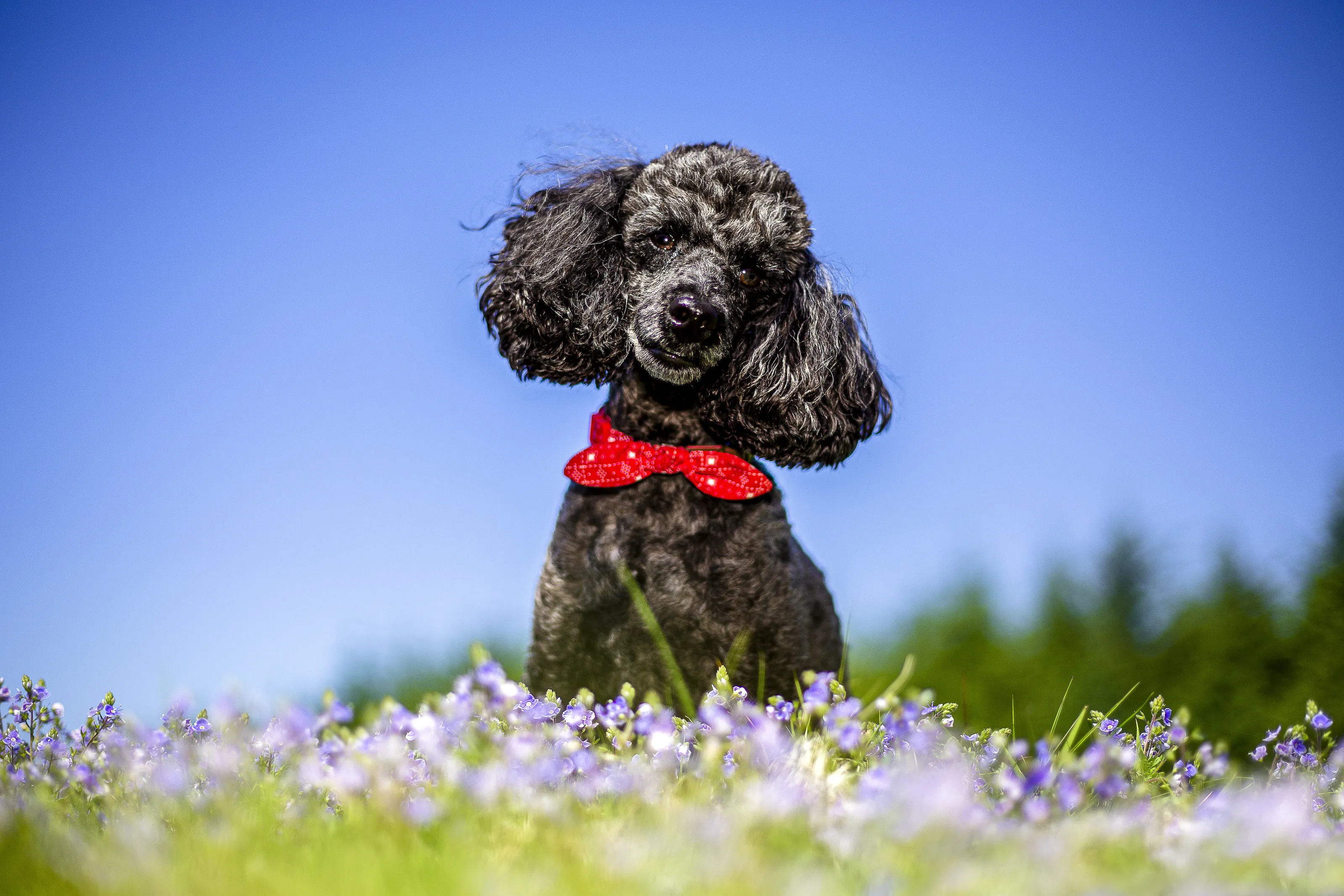 Ted, Minature Toy Poodle!