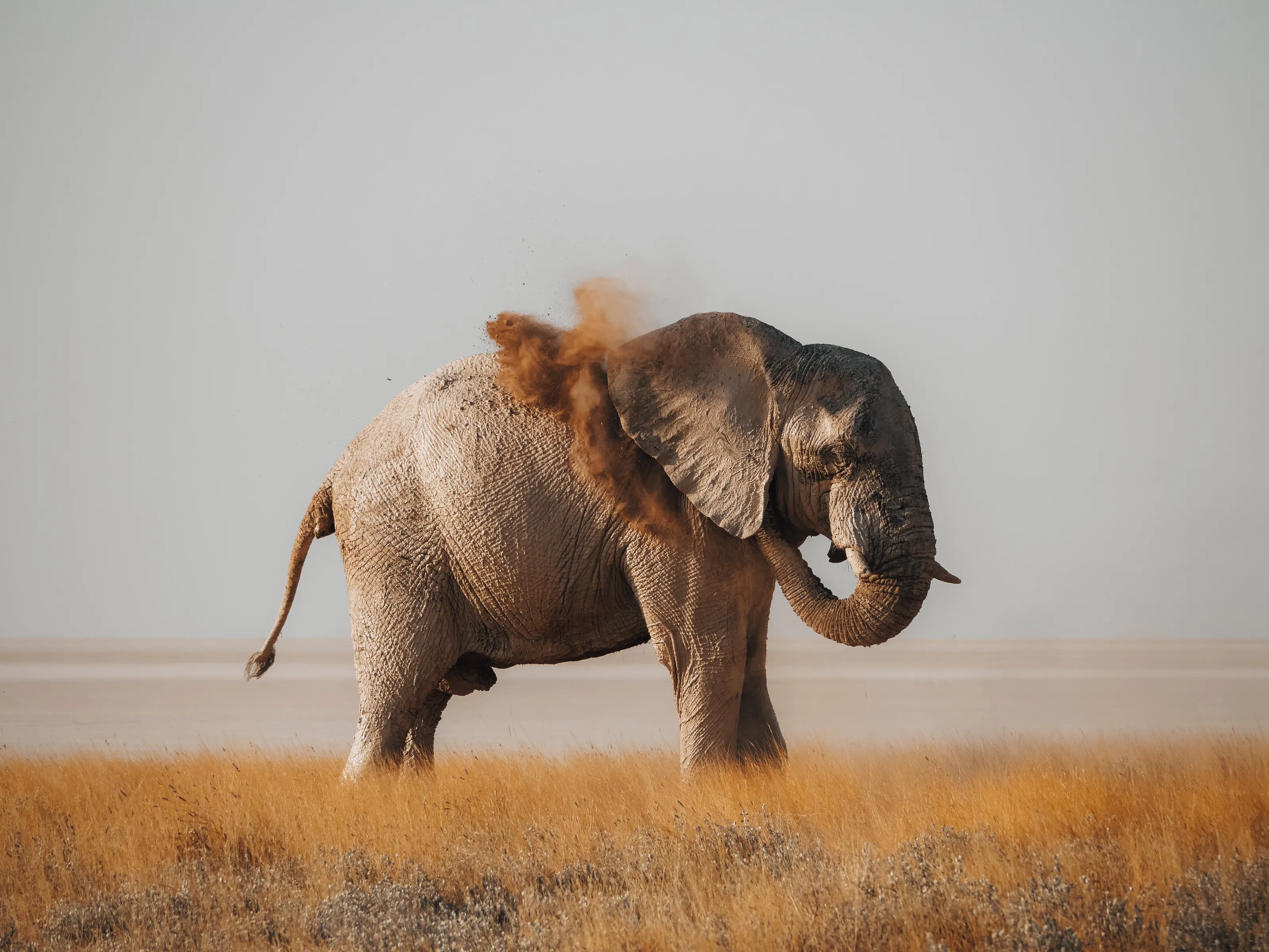dust bath