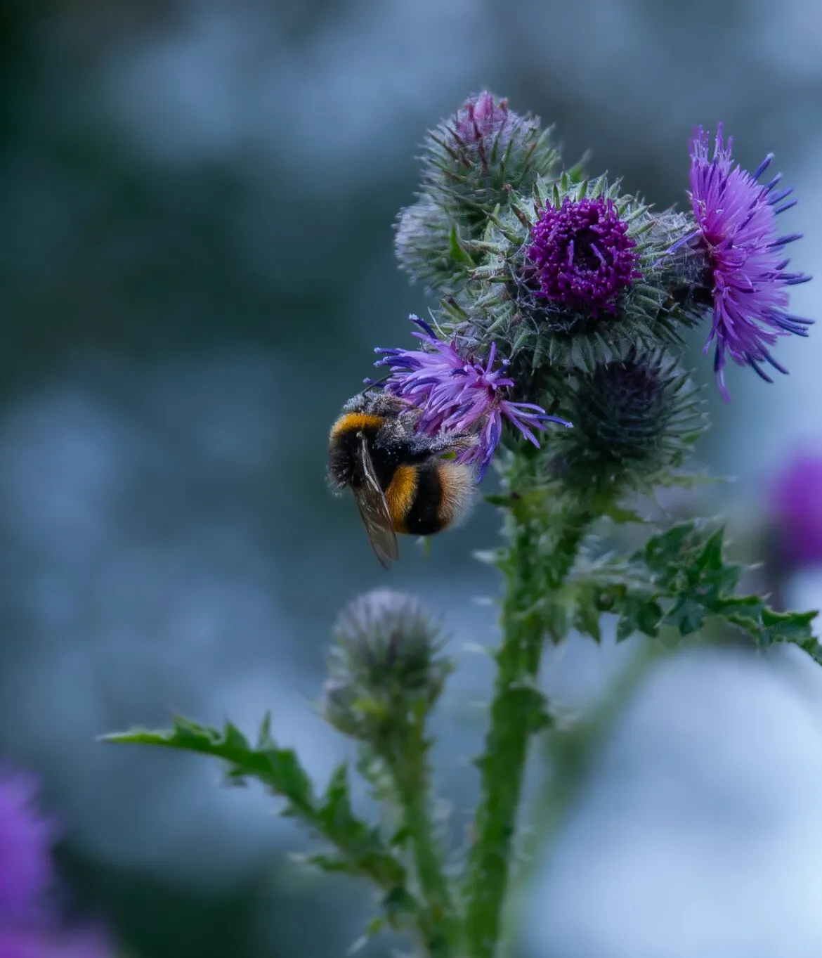 bee on thistle