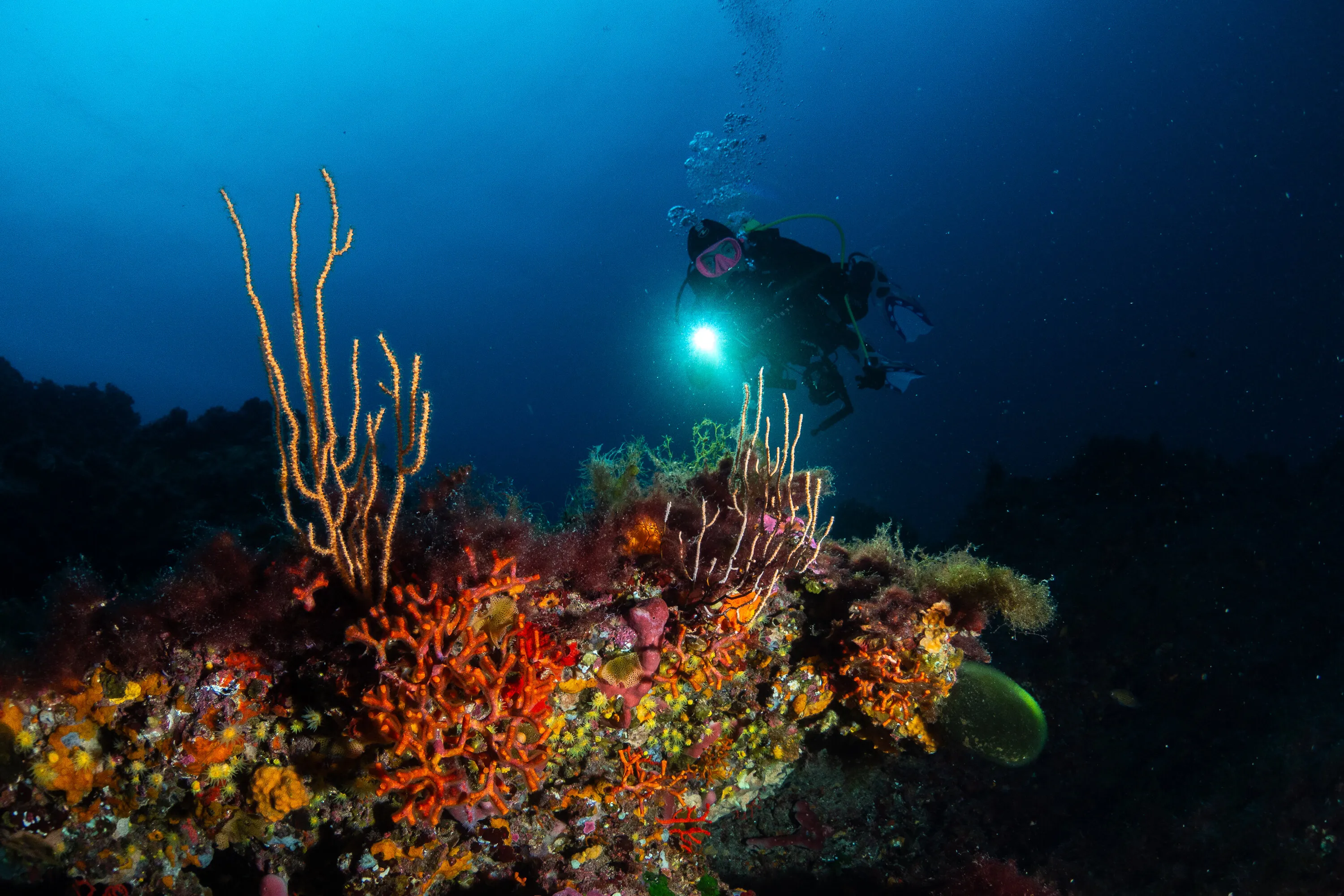 La richesse des observations en Méditerranée