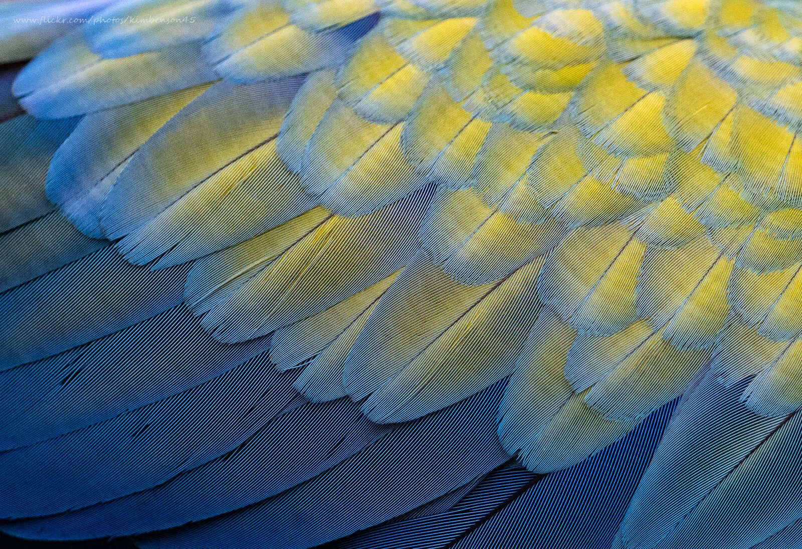 Feathery