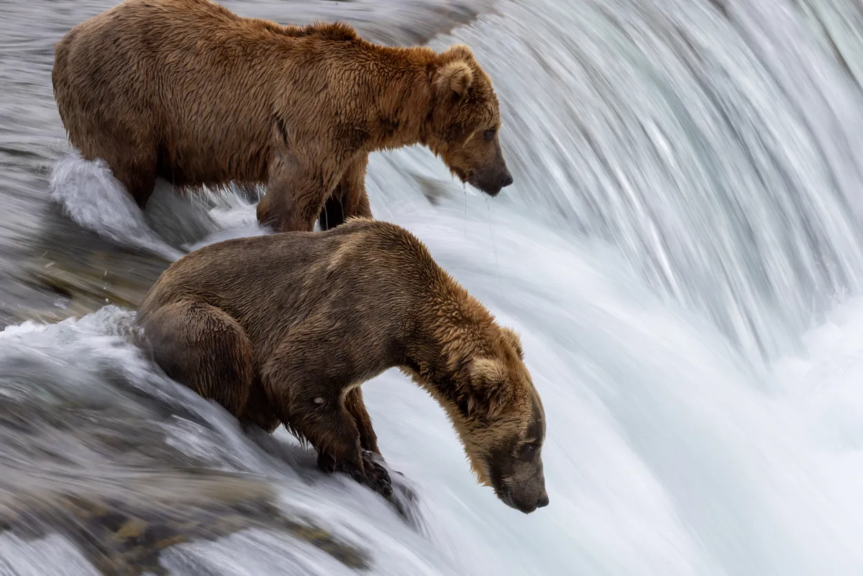 Entry 26877924