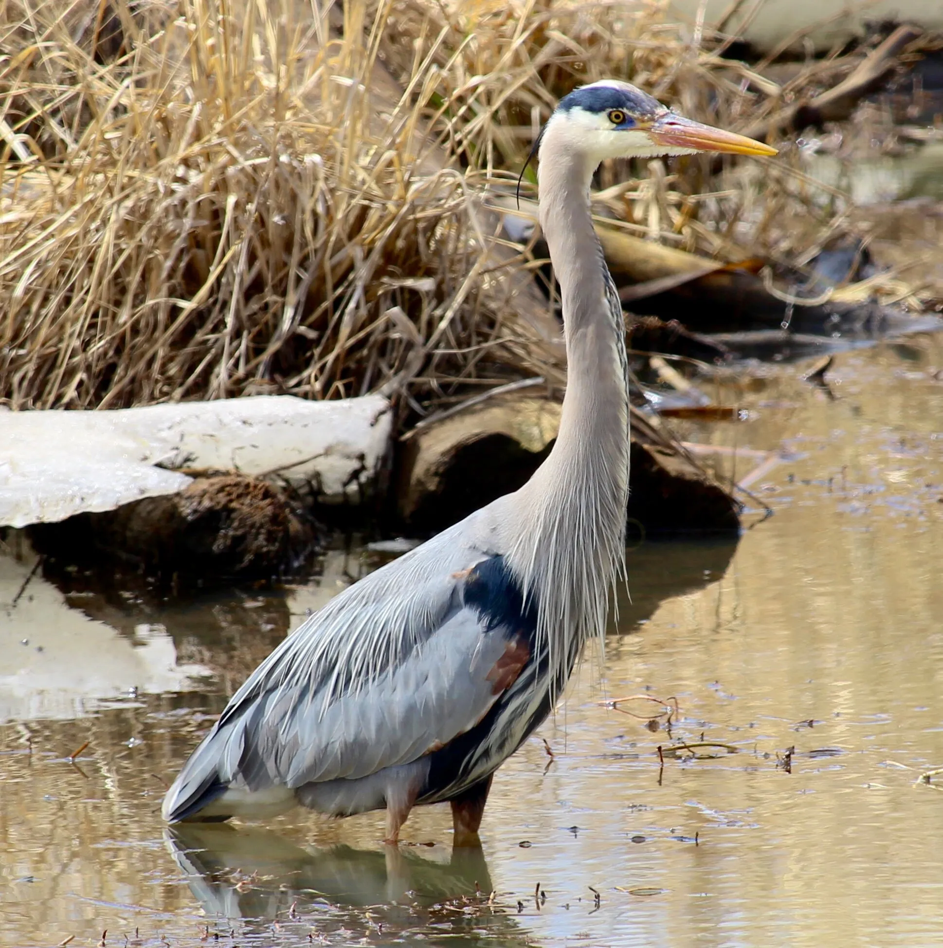 Great Blue Heron