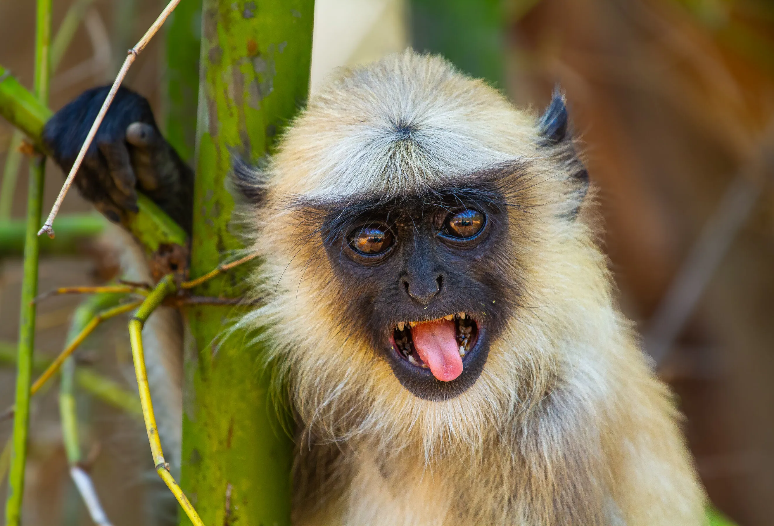 Grey Langoor or Hanuman Langoor