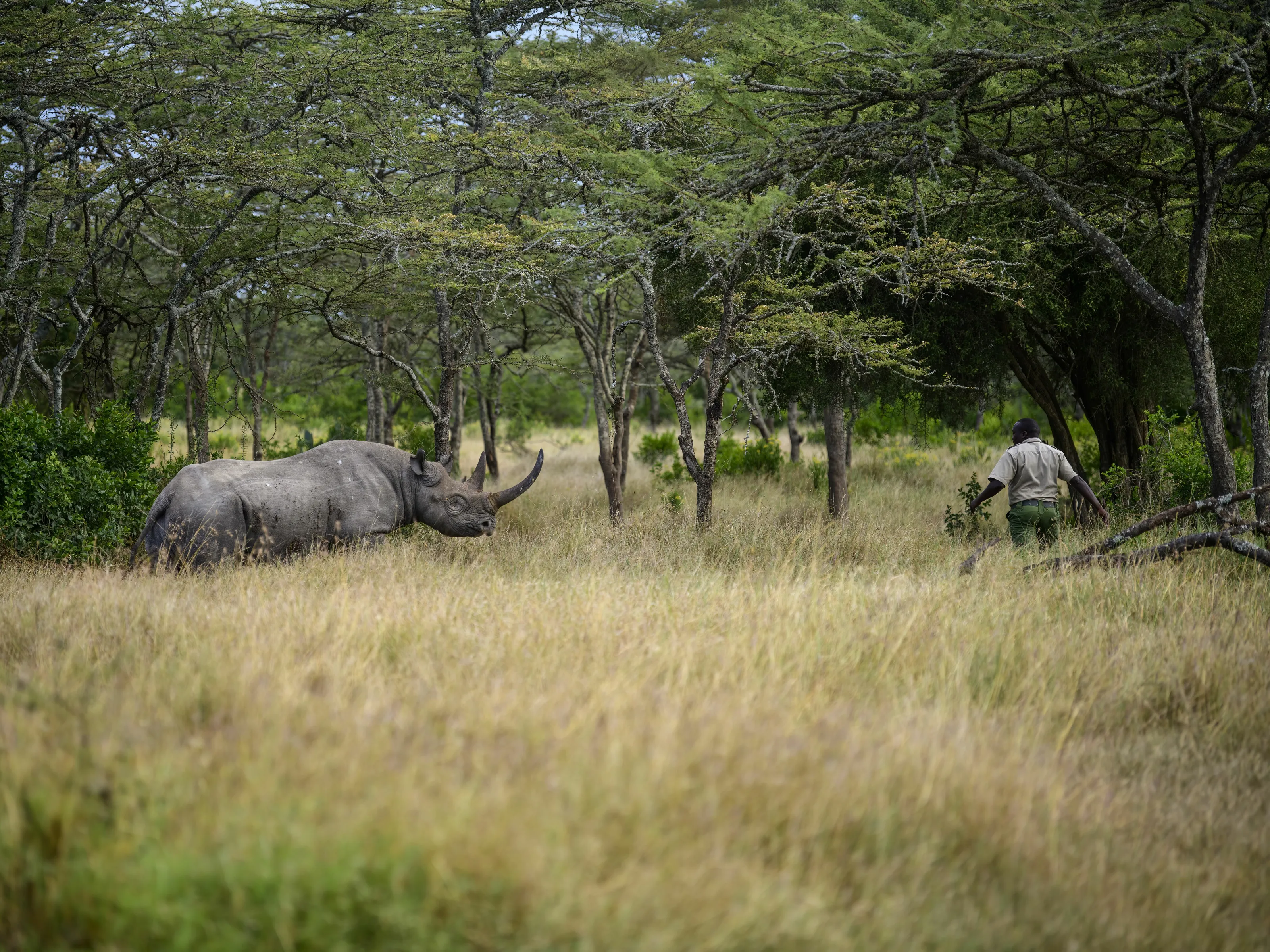 A Man and a Rhino