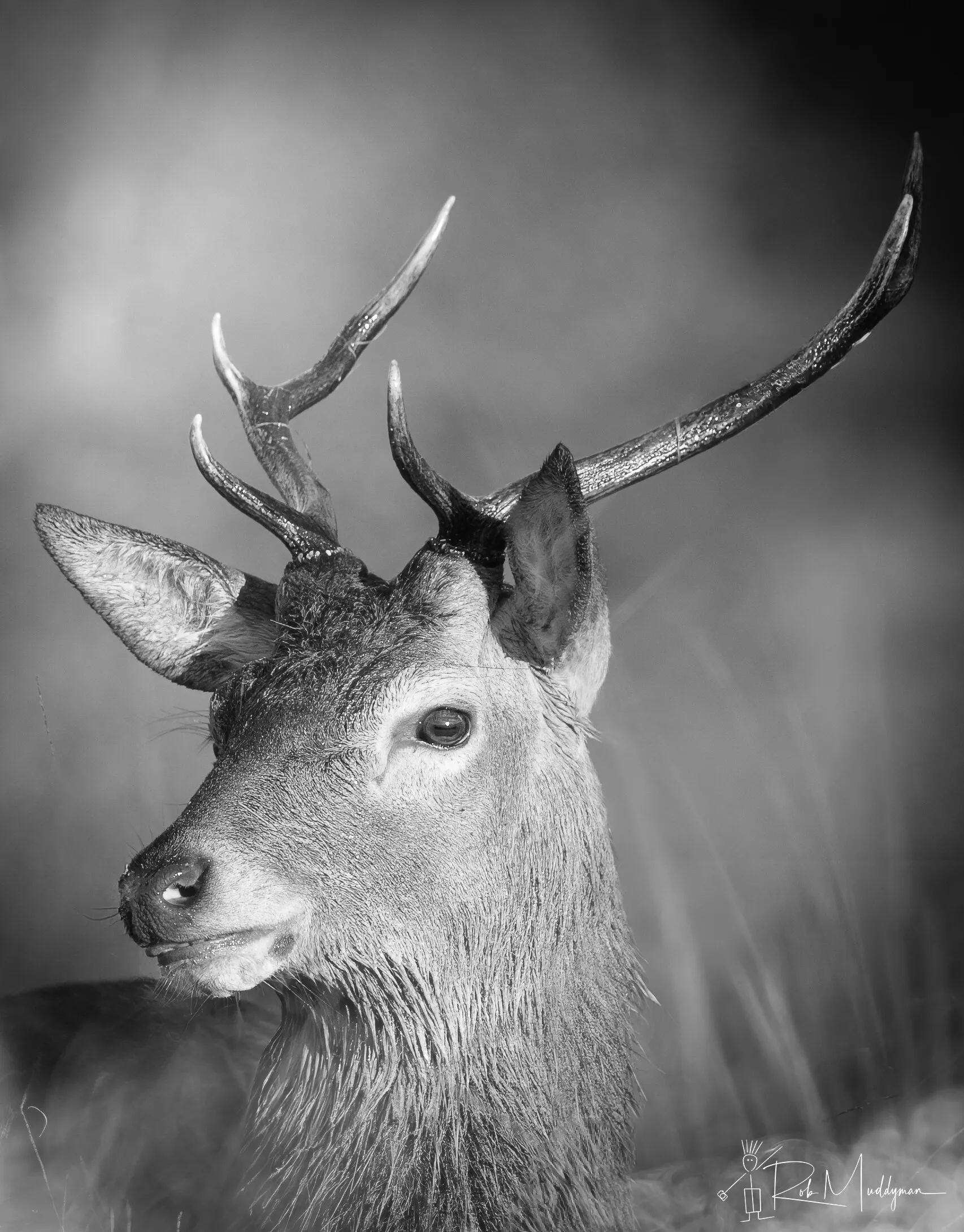 Young Deer - on the lookout