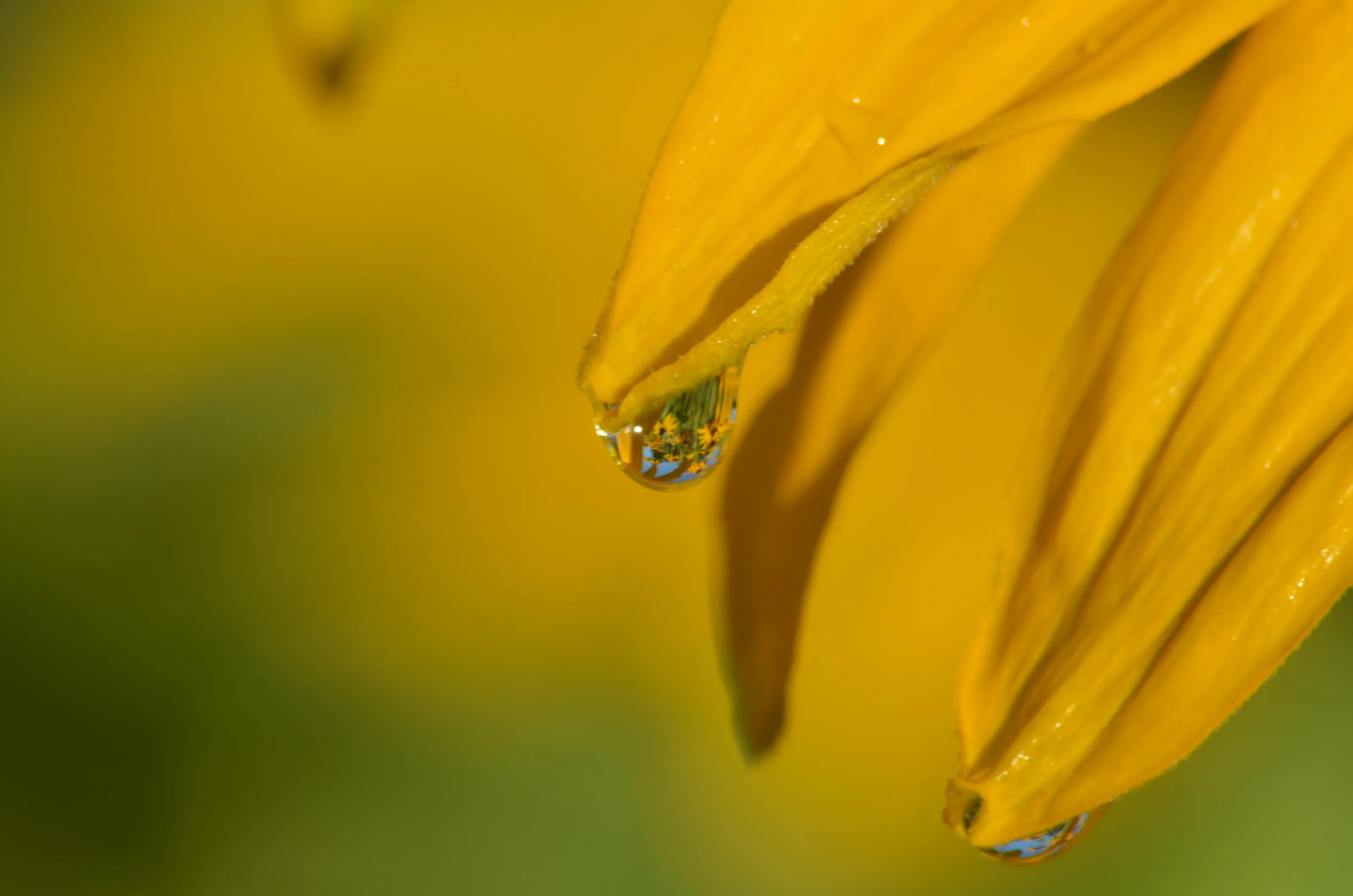 Garden reflections