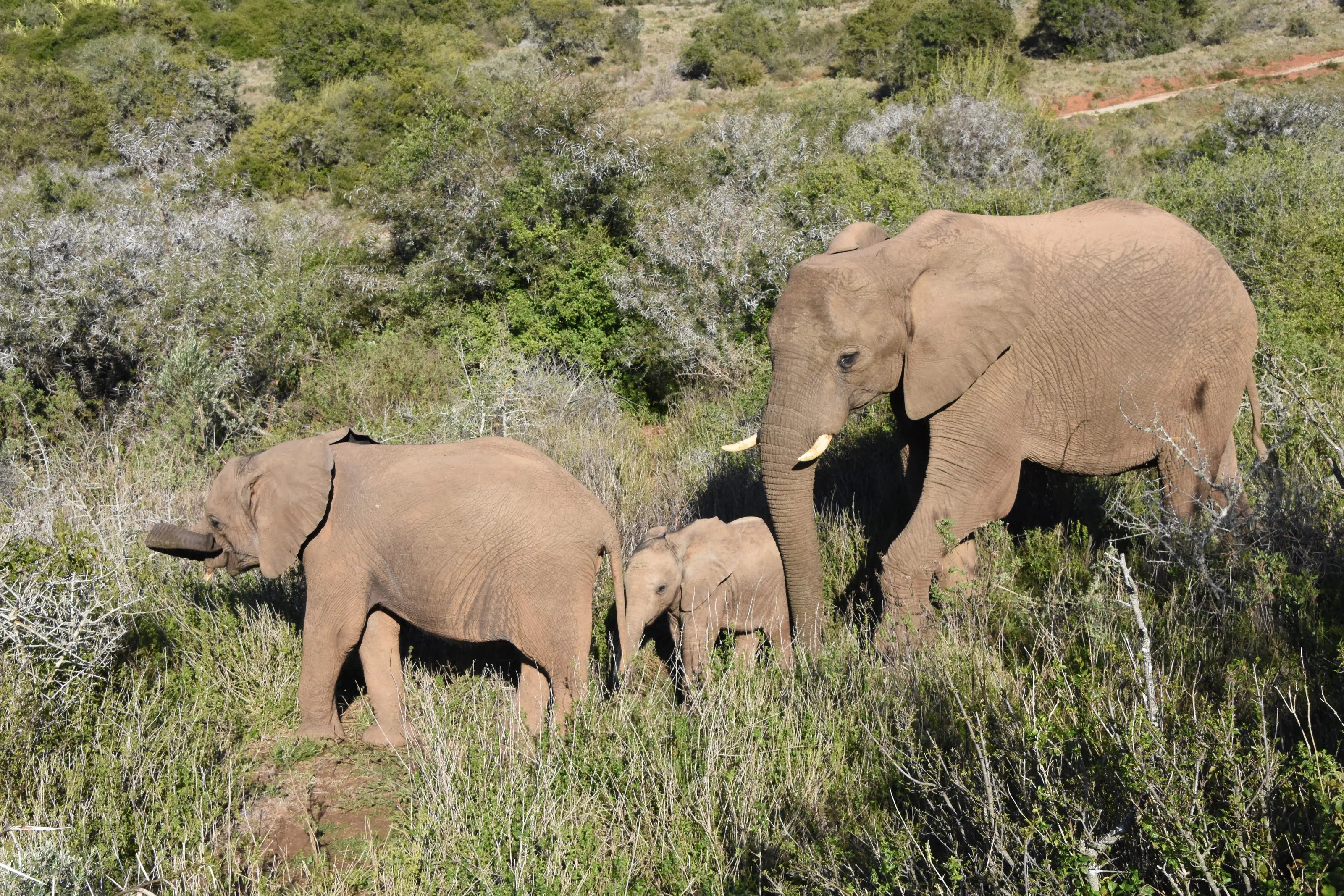 Elephants Parade