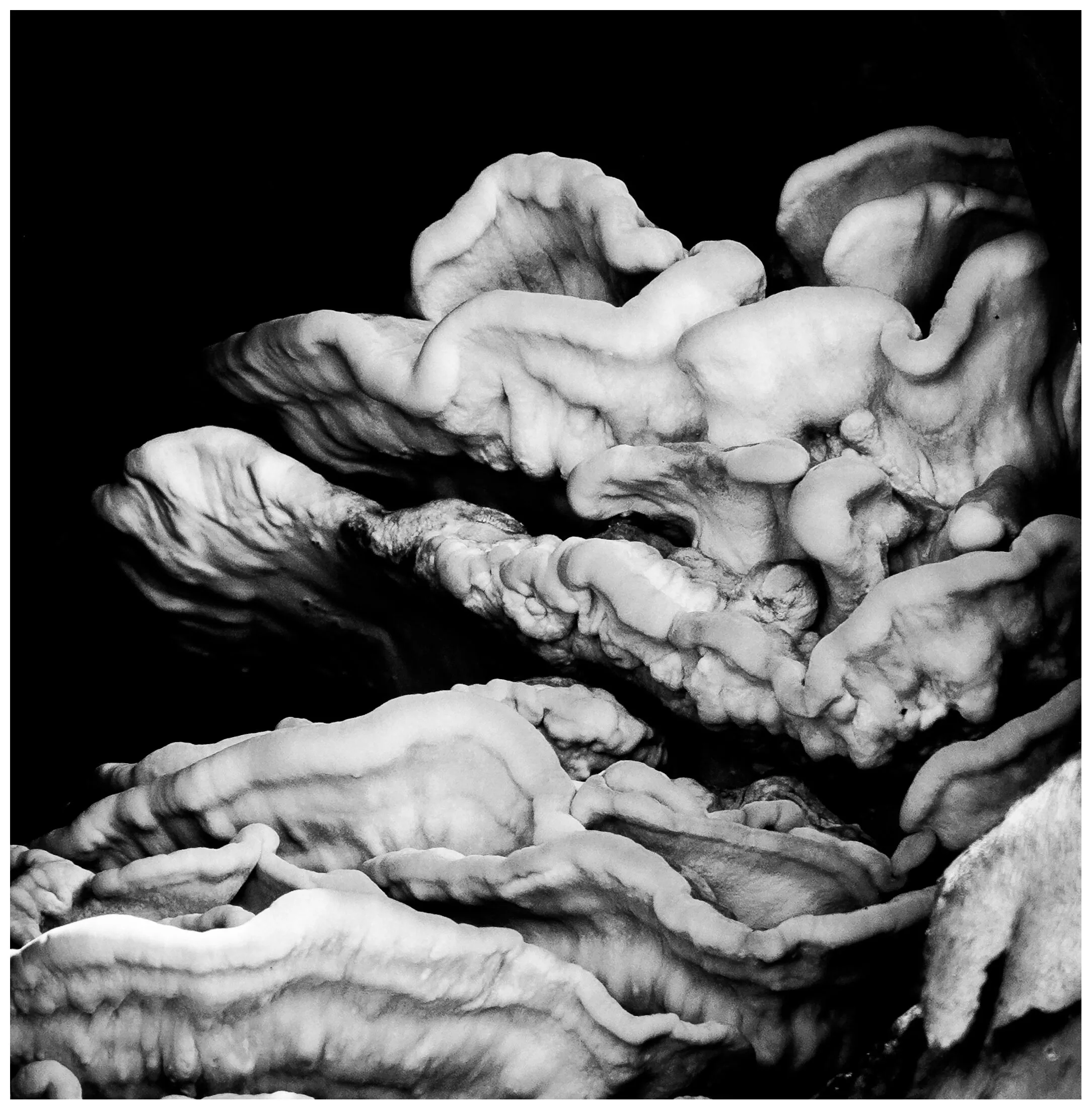 Chicken of the Woods