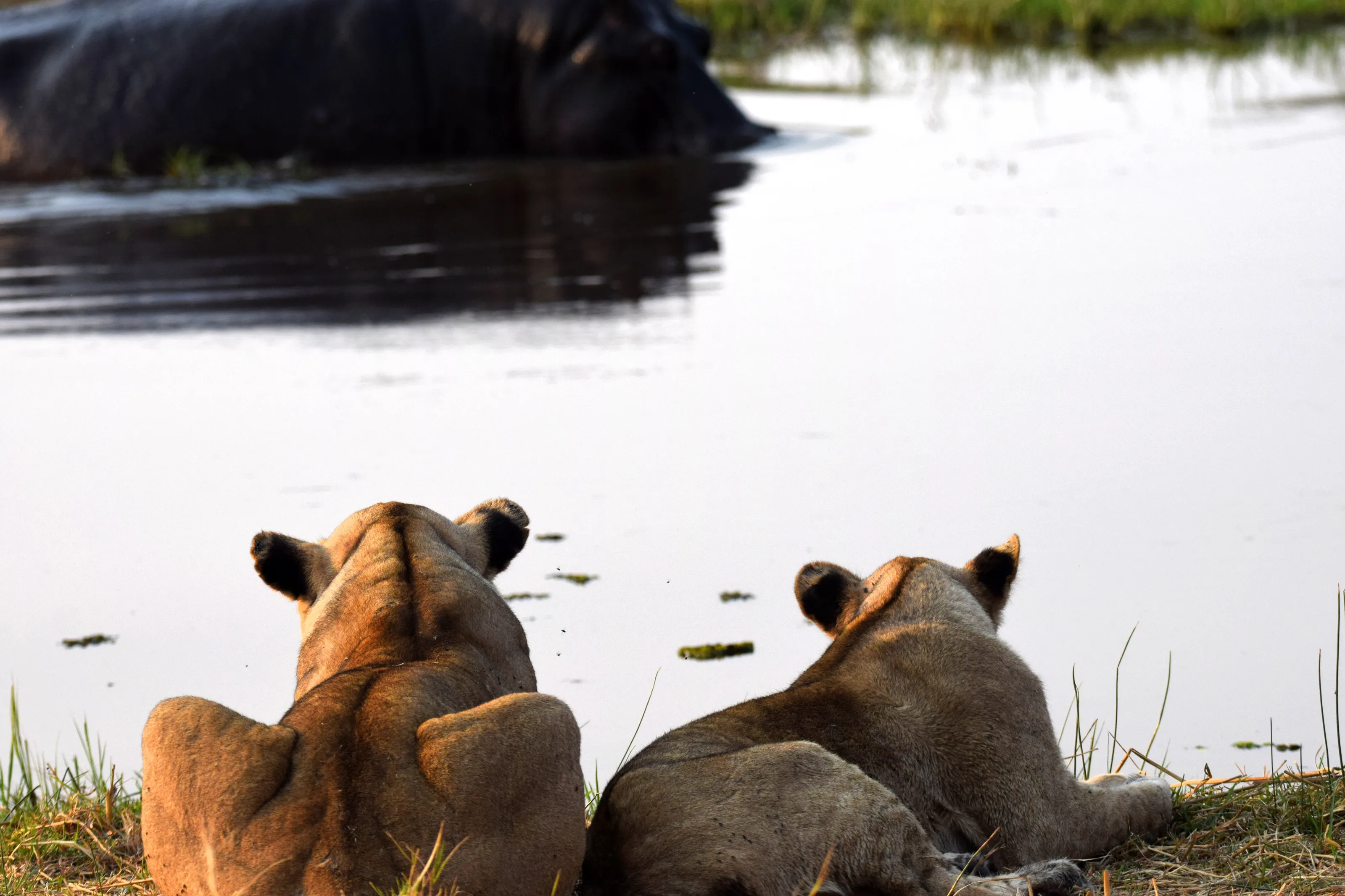Lions waiting to cross river