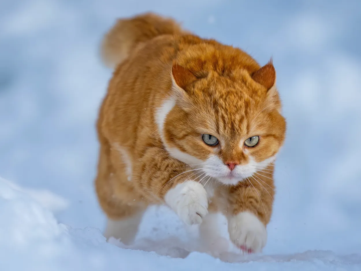 Cute Ginger Cat