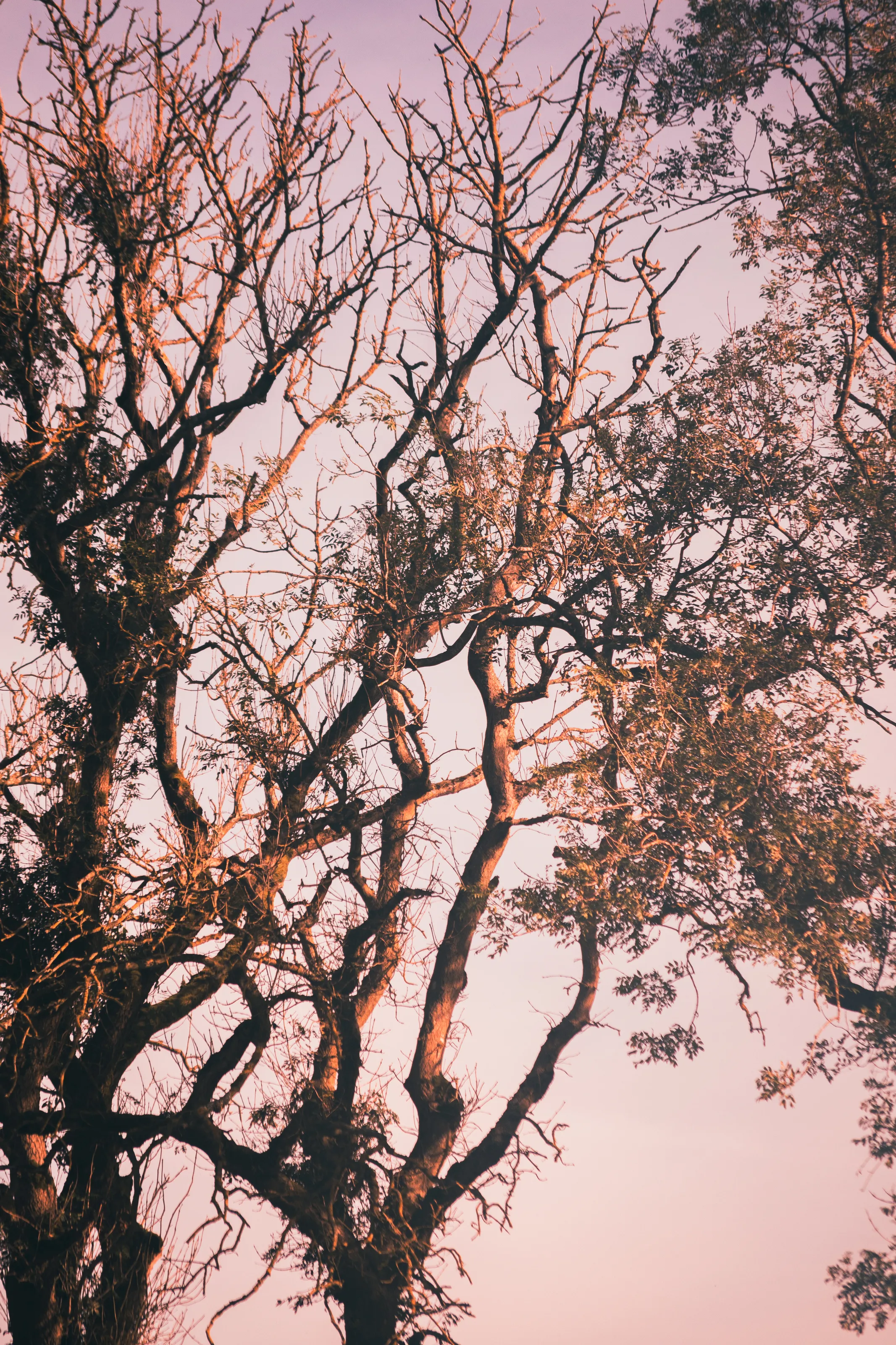 "Trees in the golden hour"