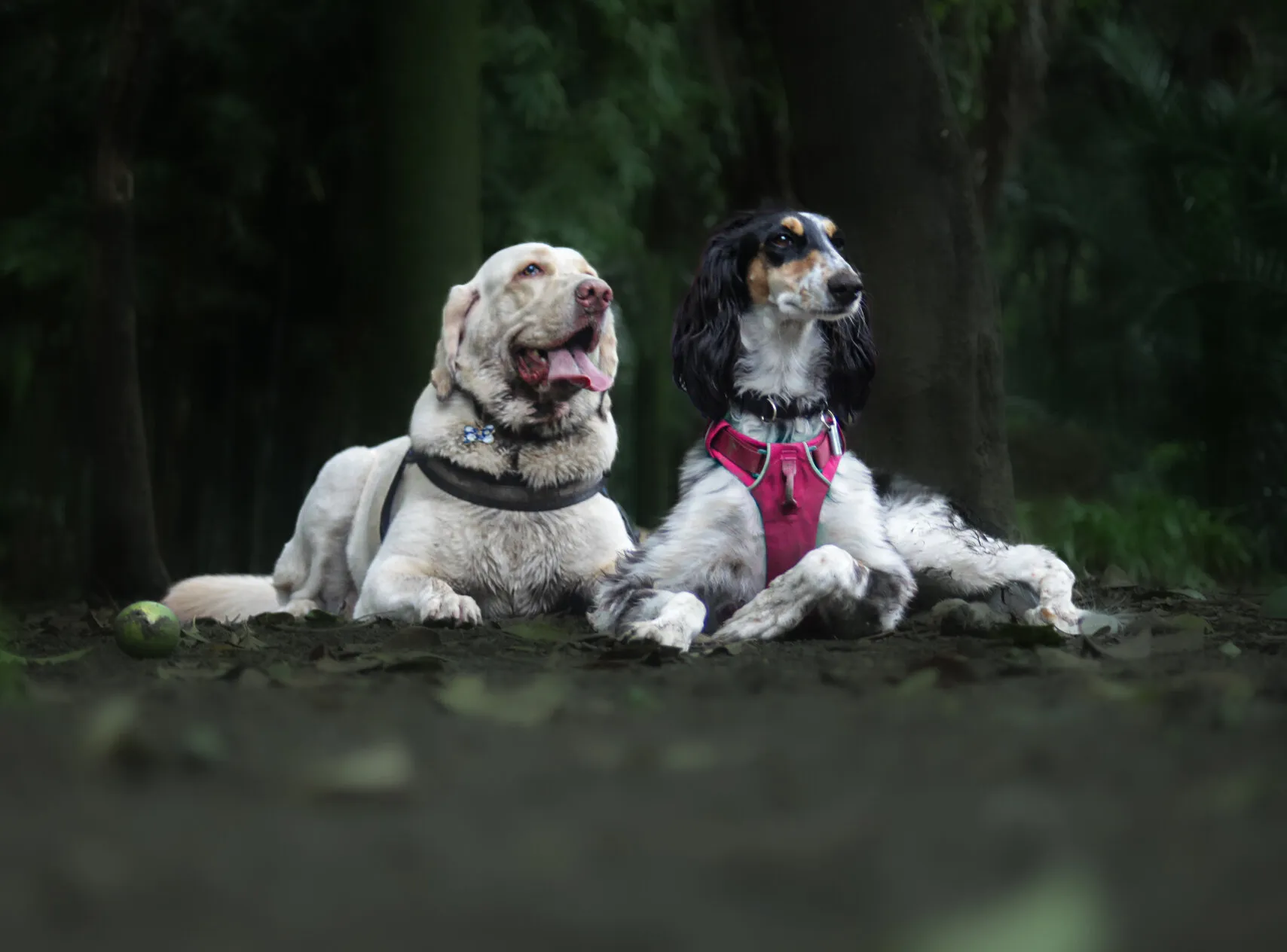 Furry Friendship
