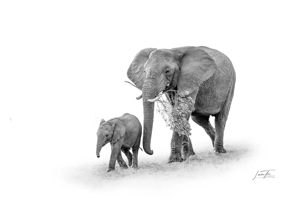 Entry 21956558