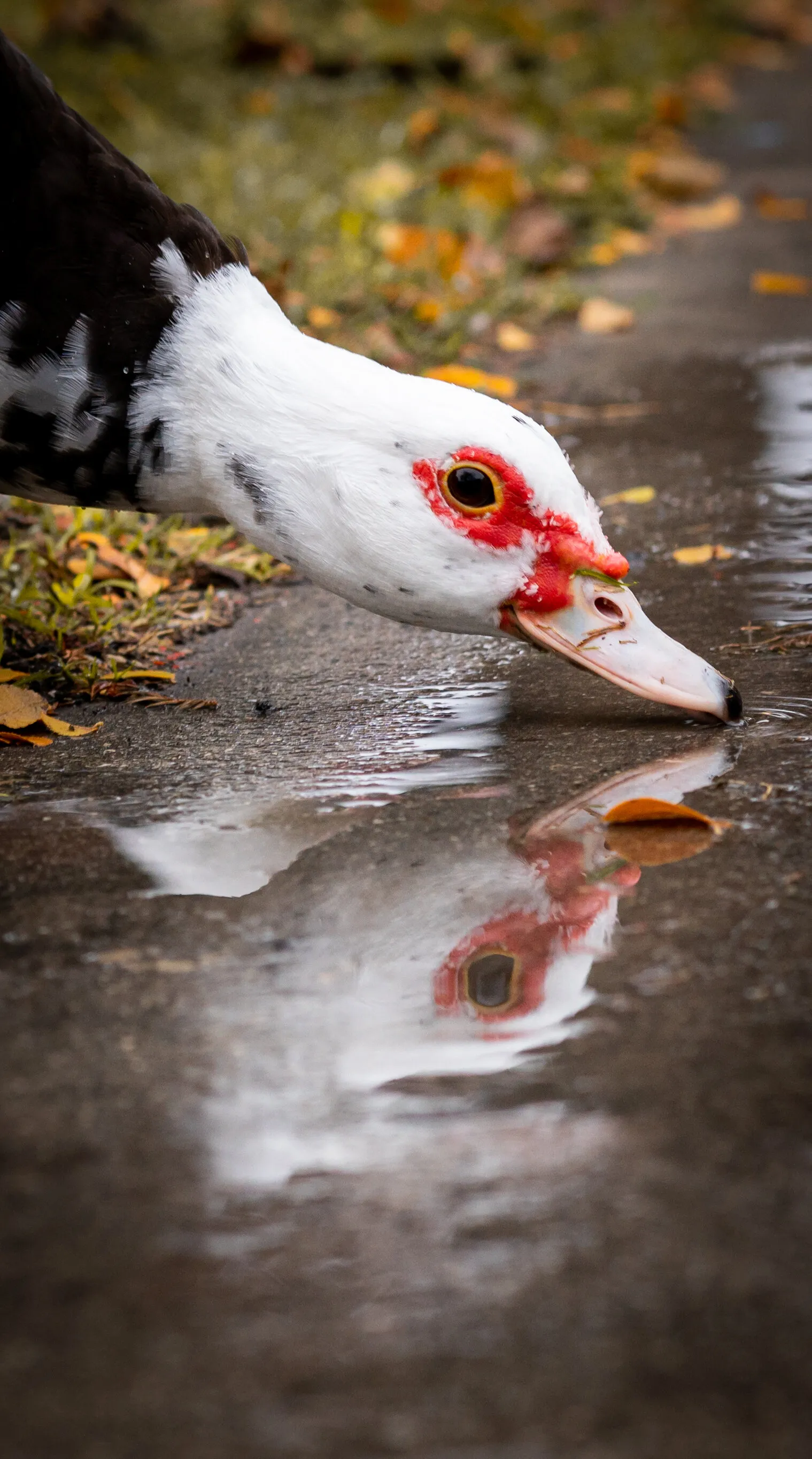 Fowl Reflections