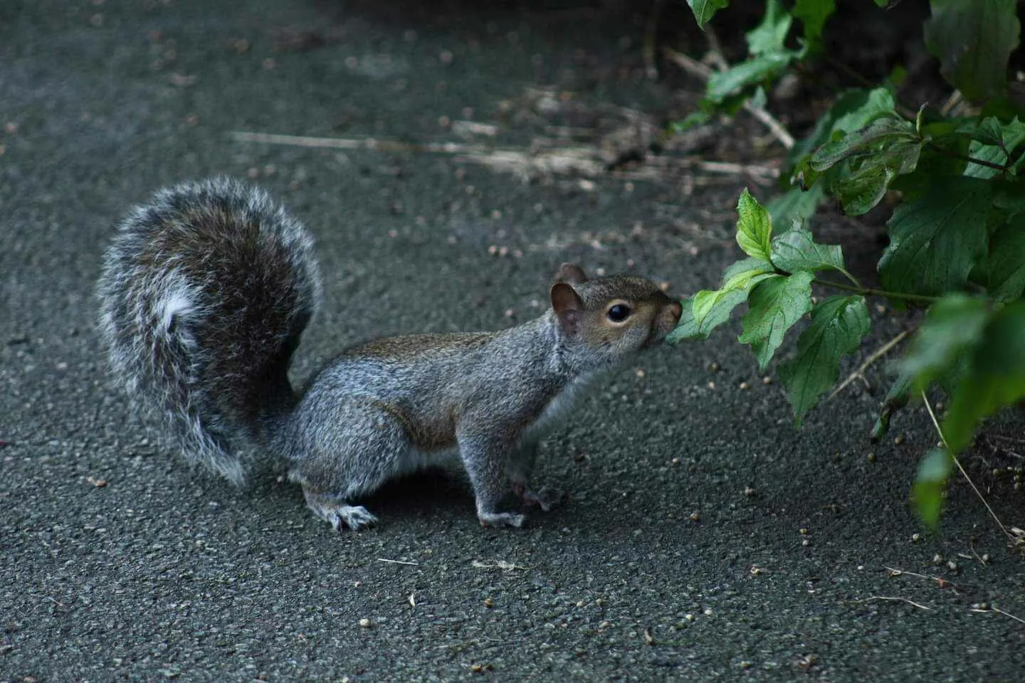 Squirrel