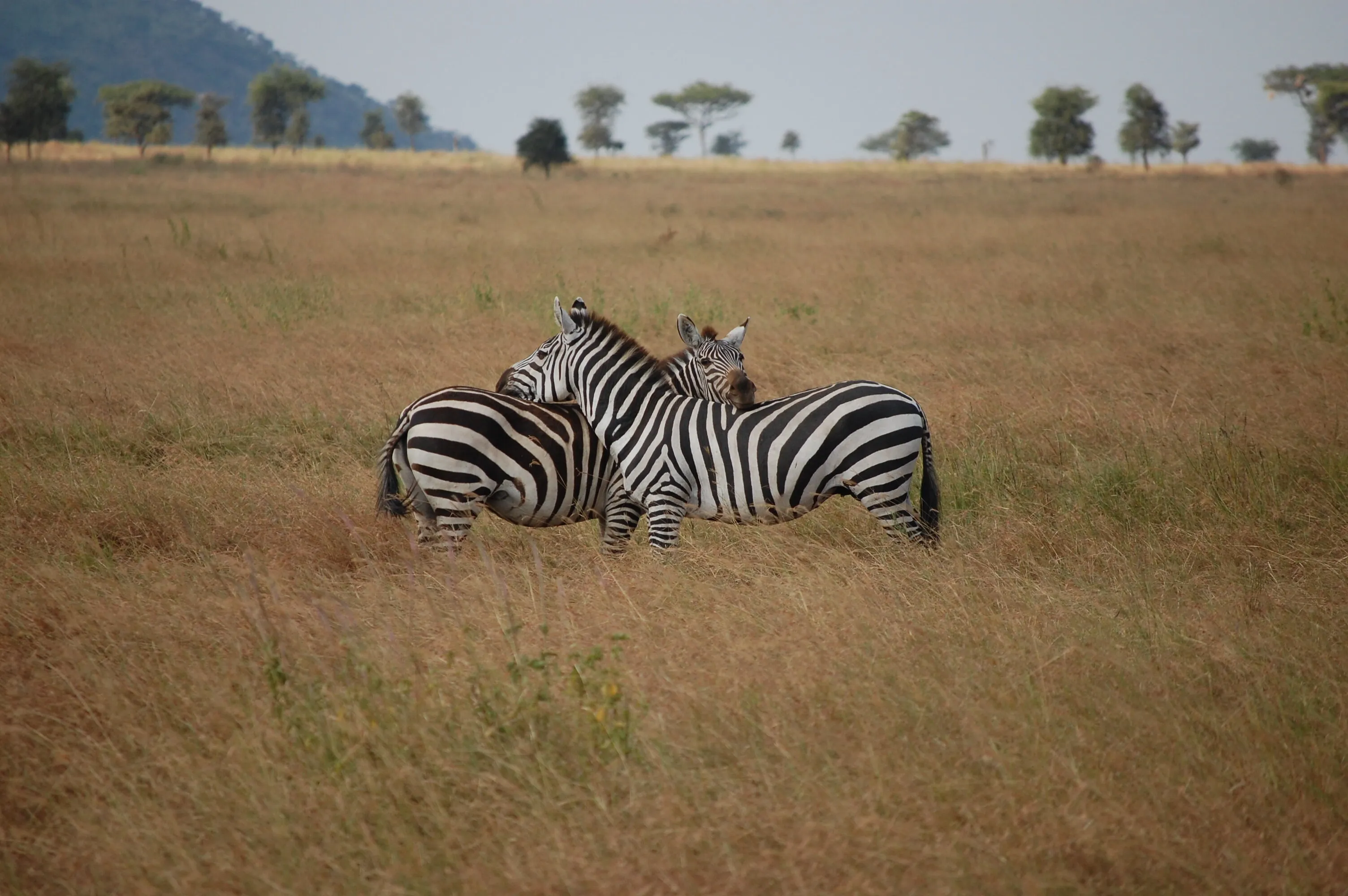 Zebra's Affection