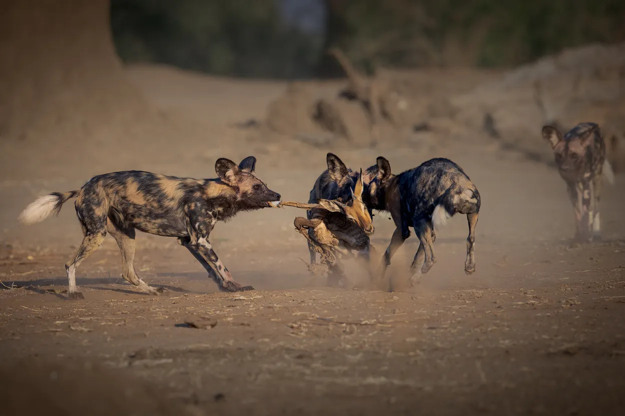 After the kill