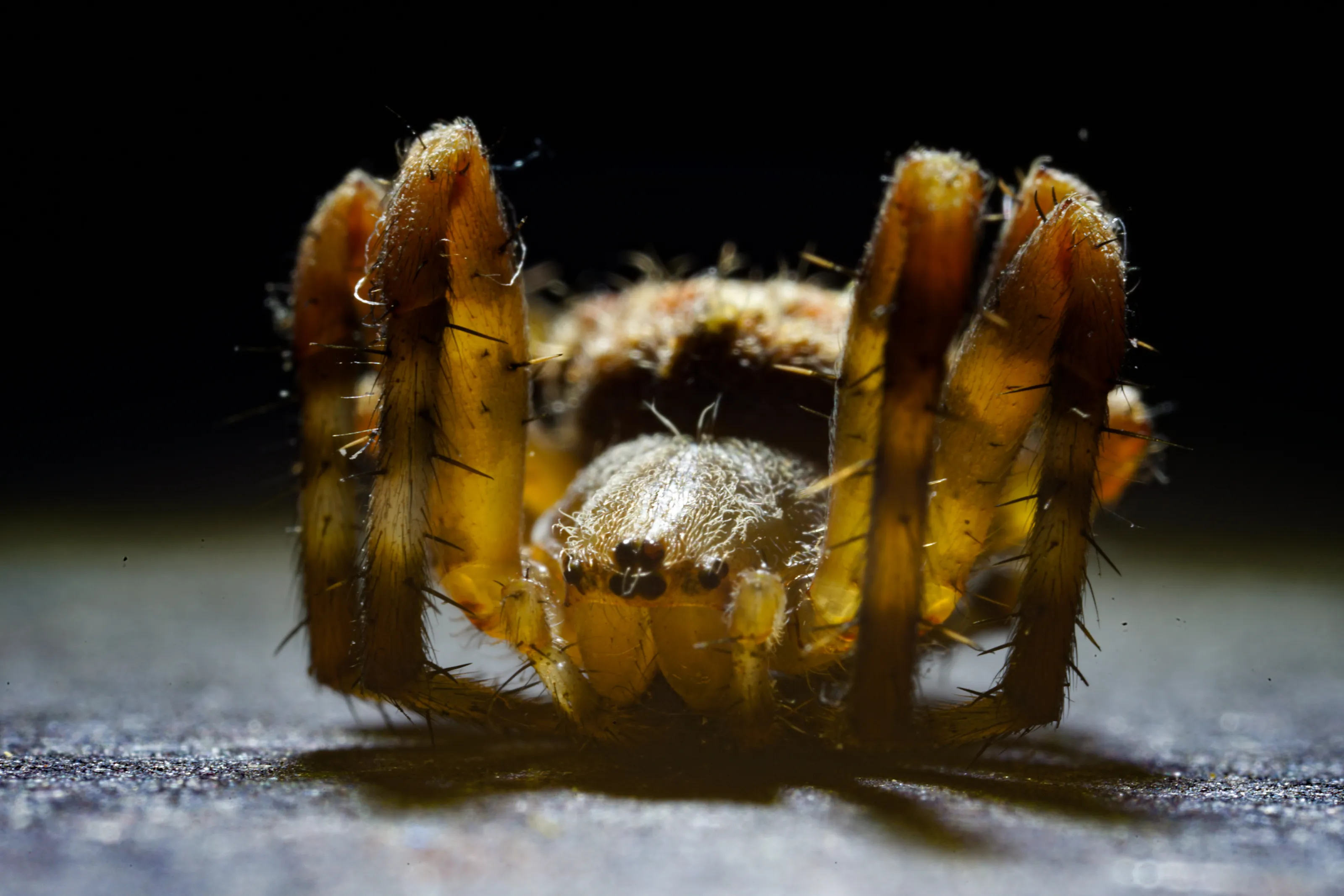 This garden spider knows how to strike a pose in the spotlight