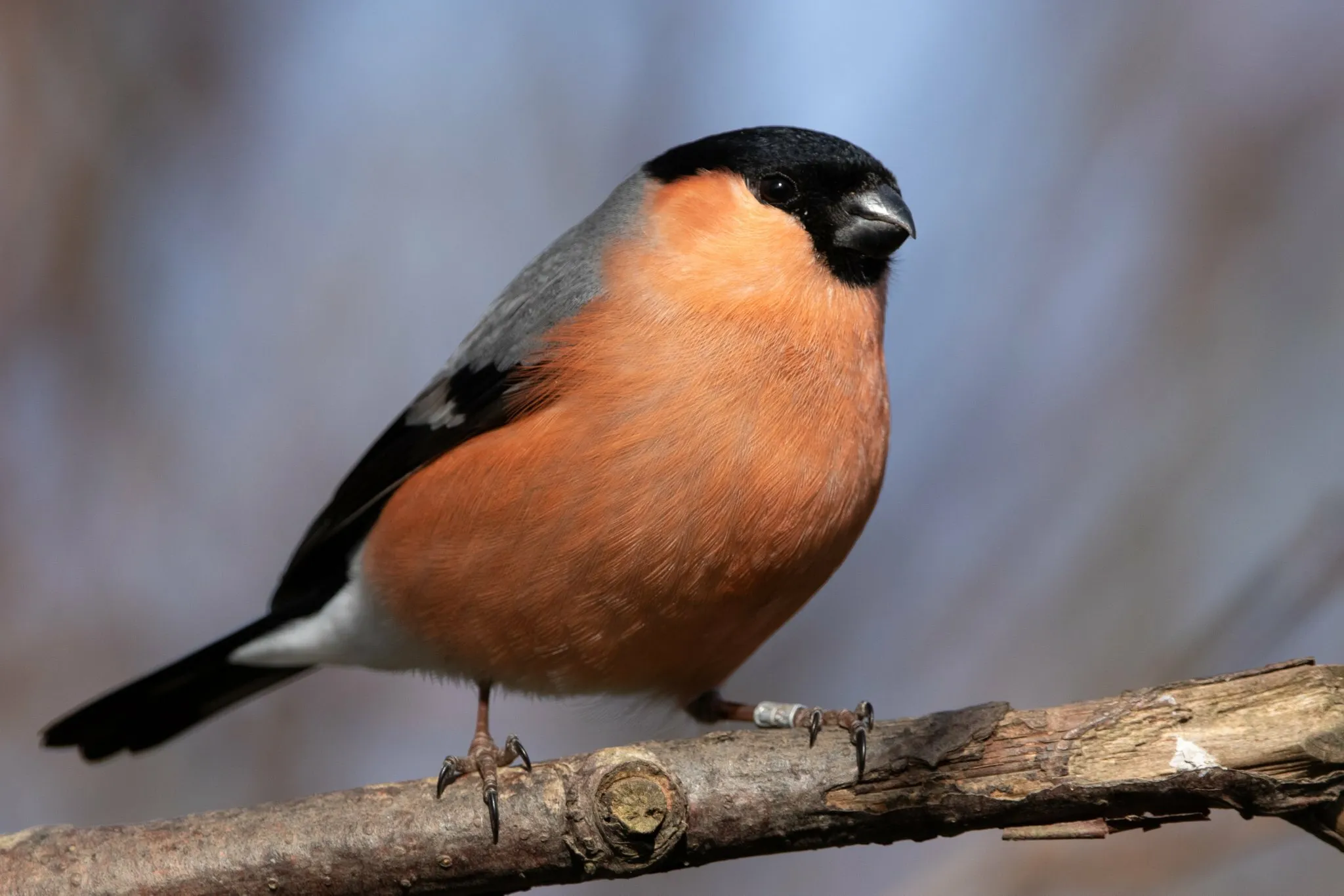 Eurasian Bullfinch
