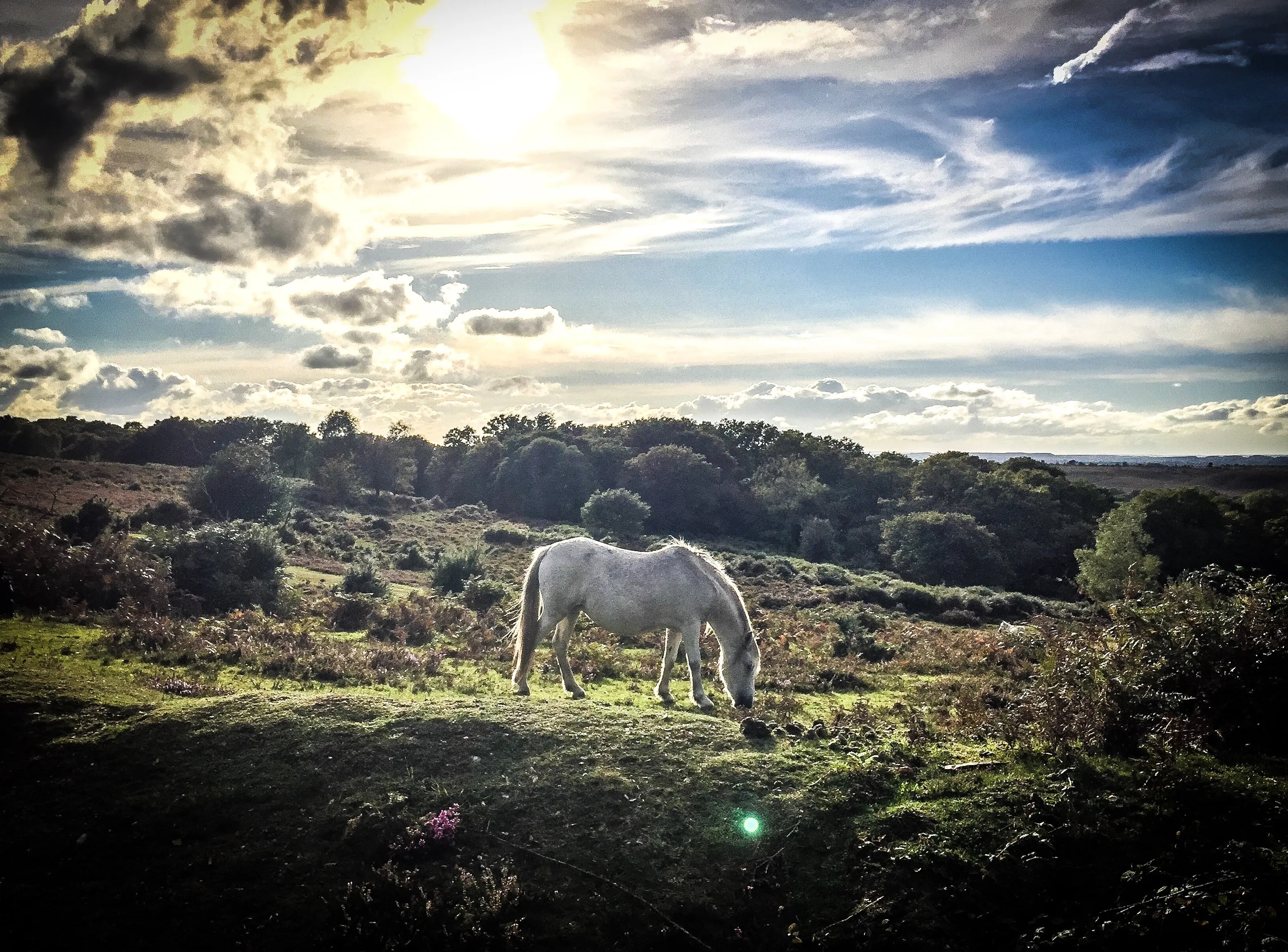 The contempt horse
