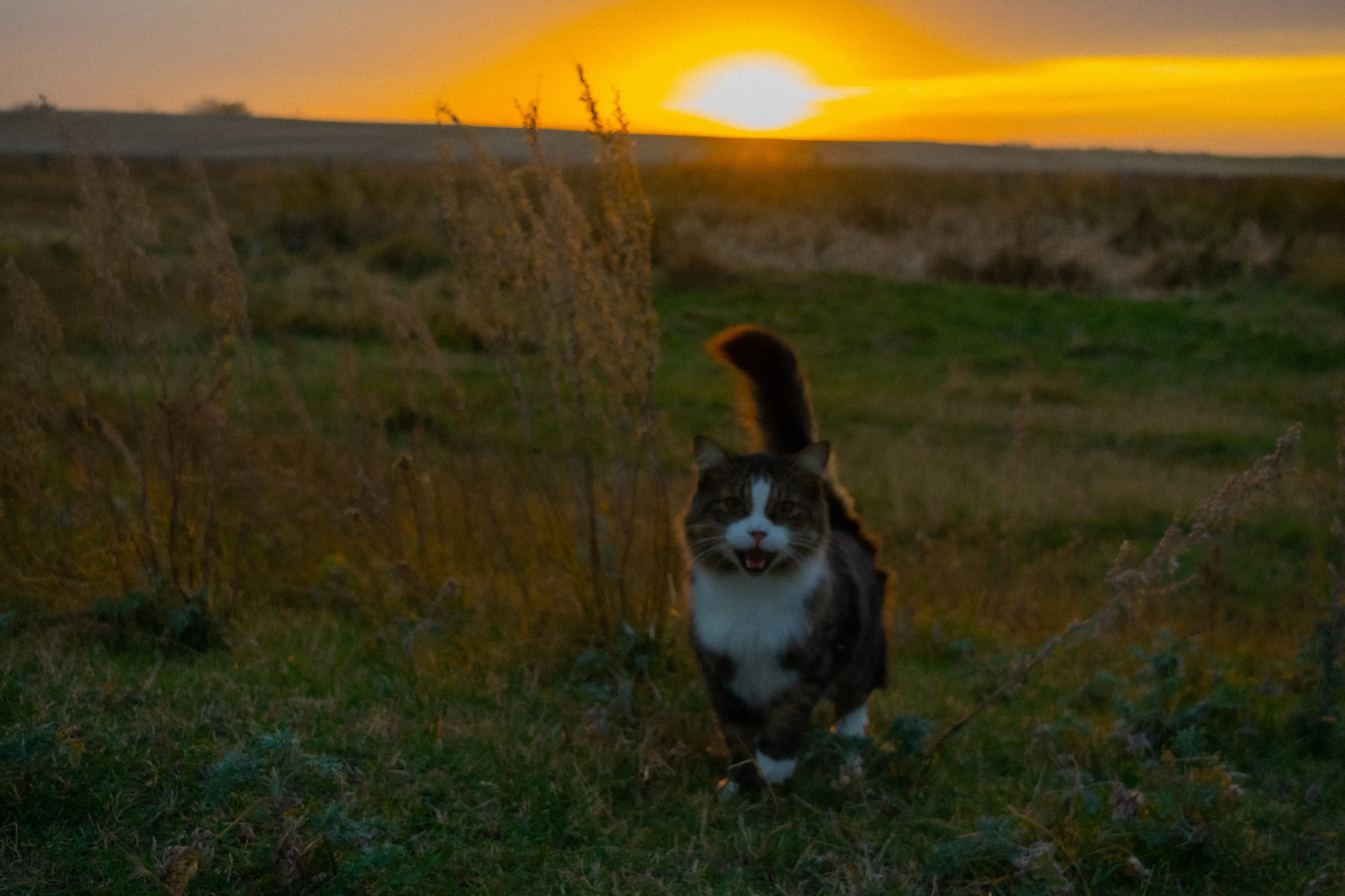 Banner image